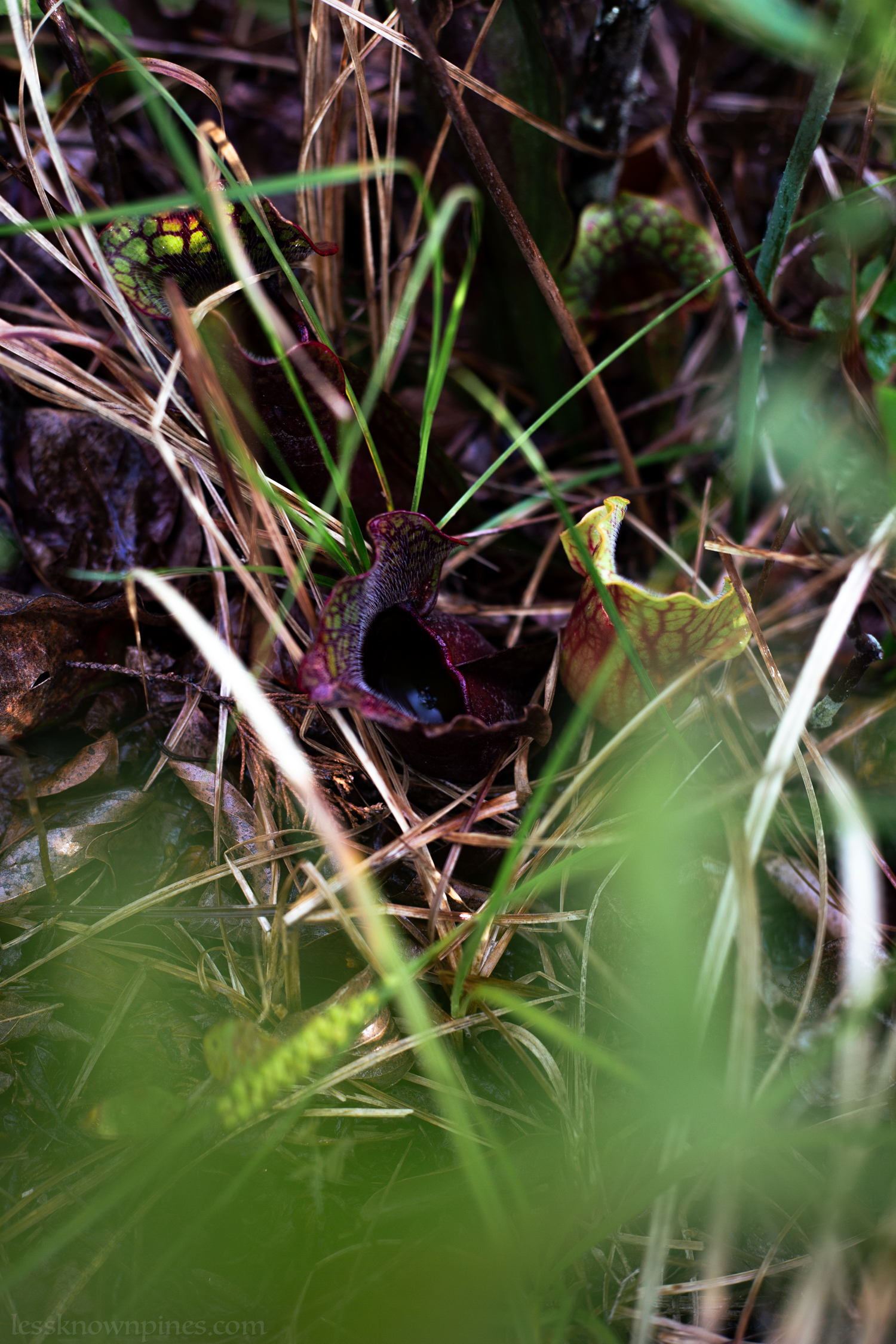 Dark purple pitcher plant filled with fluid