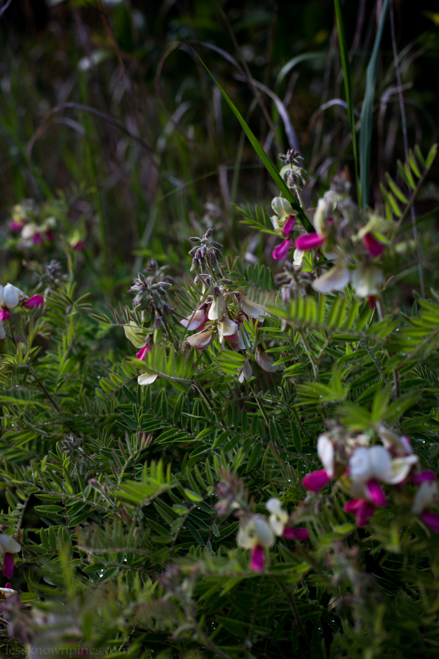 Devil's Shoestring early summer