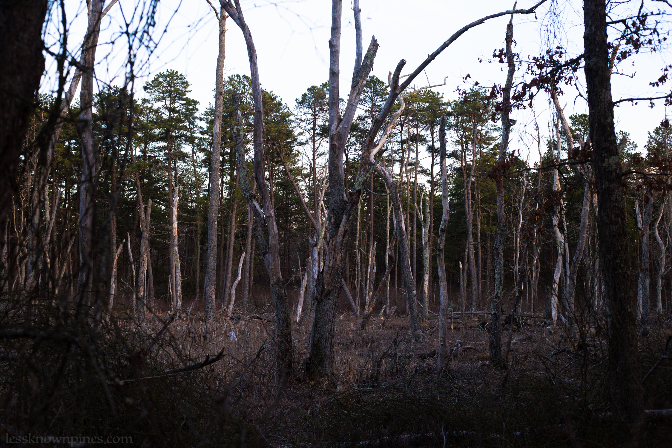 Disappearing ghost hardwood woodland