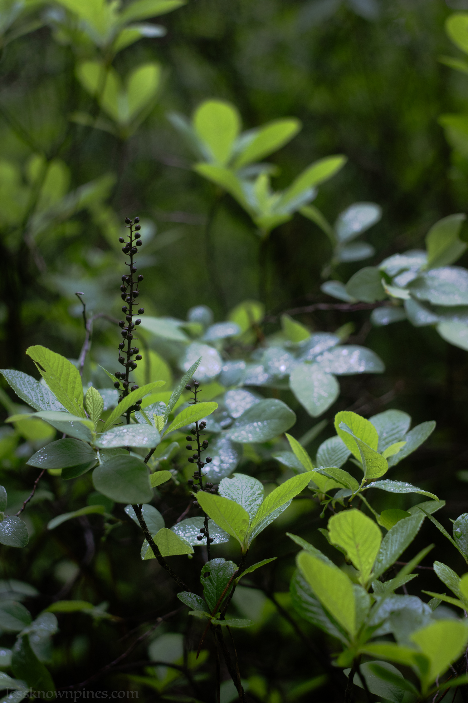 Sweet pepperbush bloom beginning in mid May
