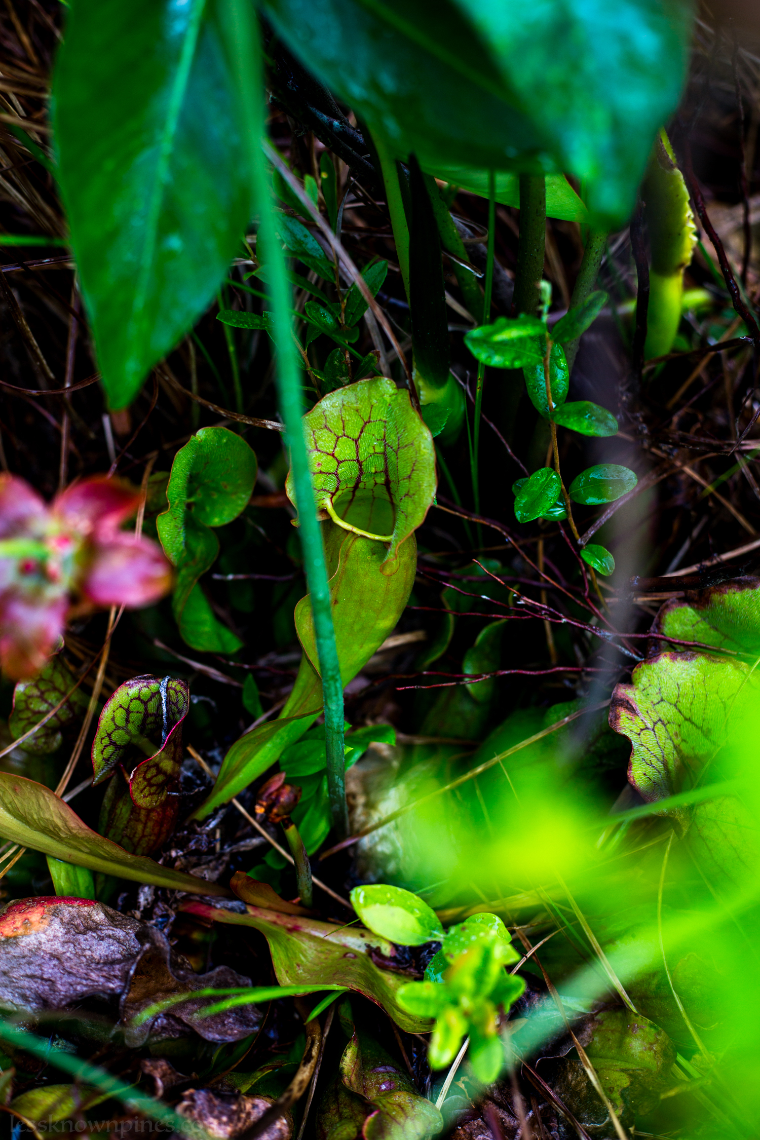 Early June pitcher plant