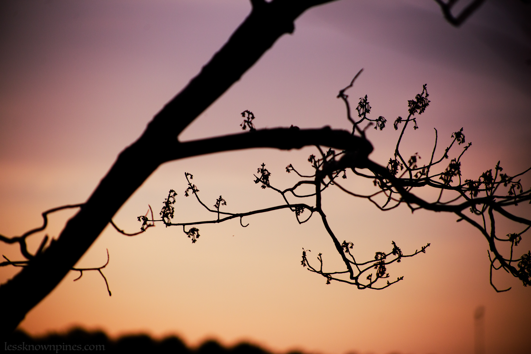 Early spring blooms