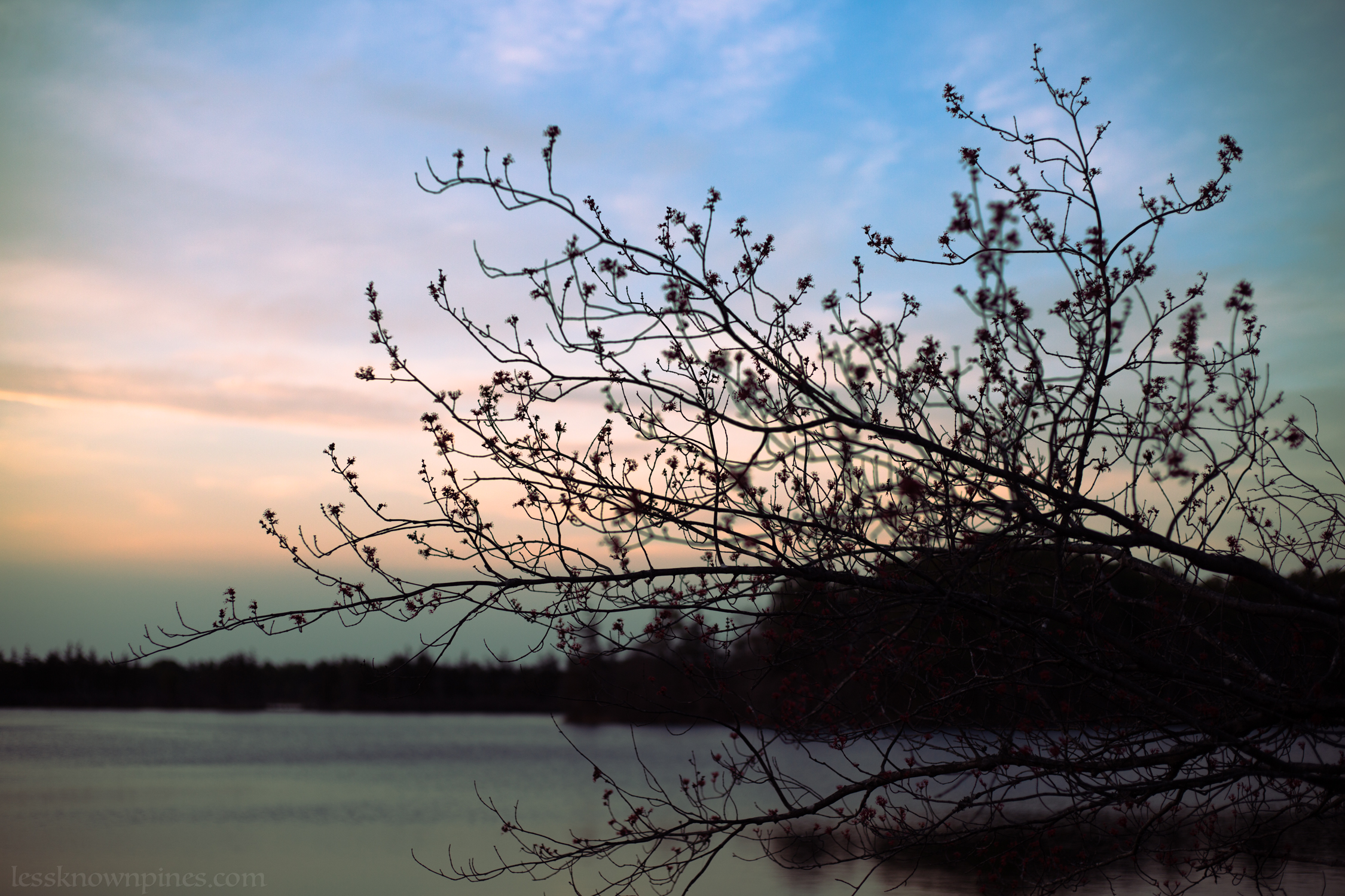 Early spring tree at pond