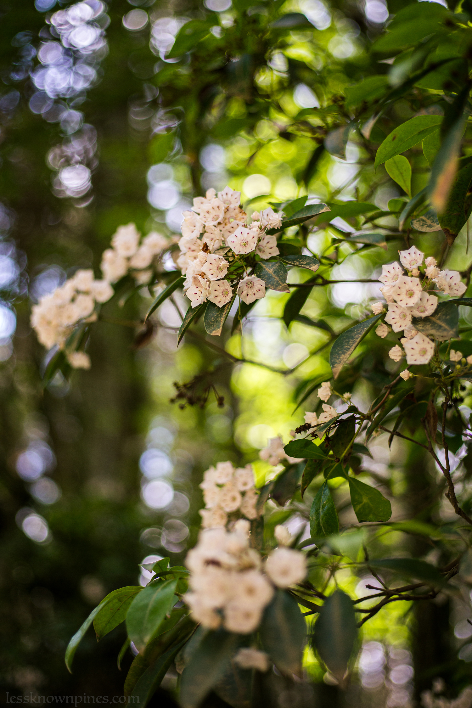 Bloomed white mountain laurel