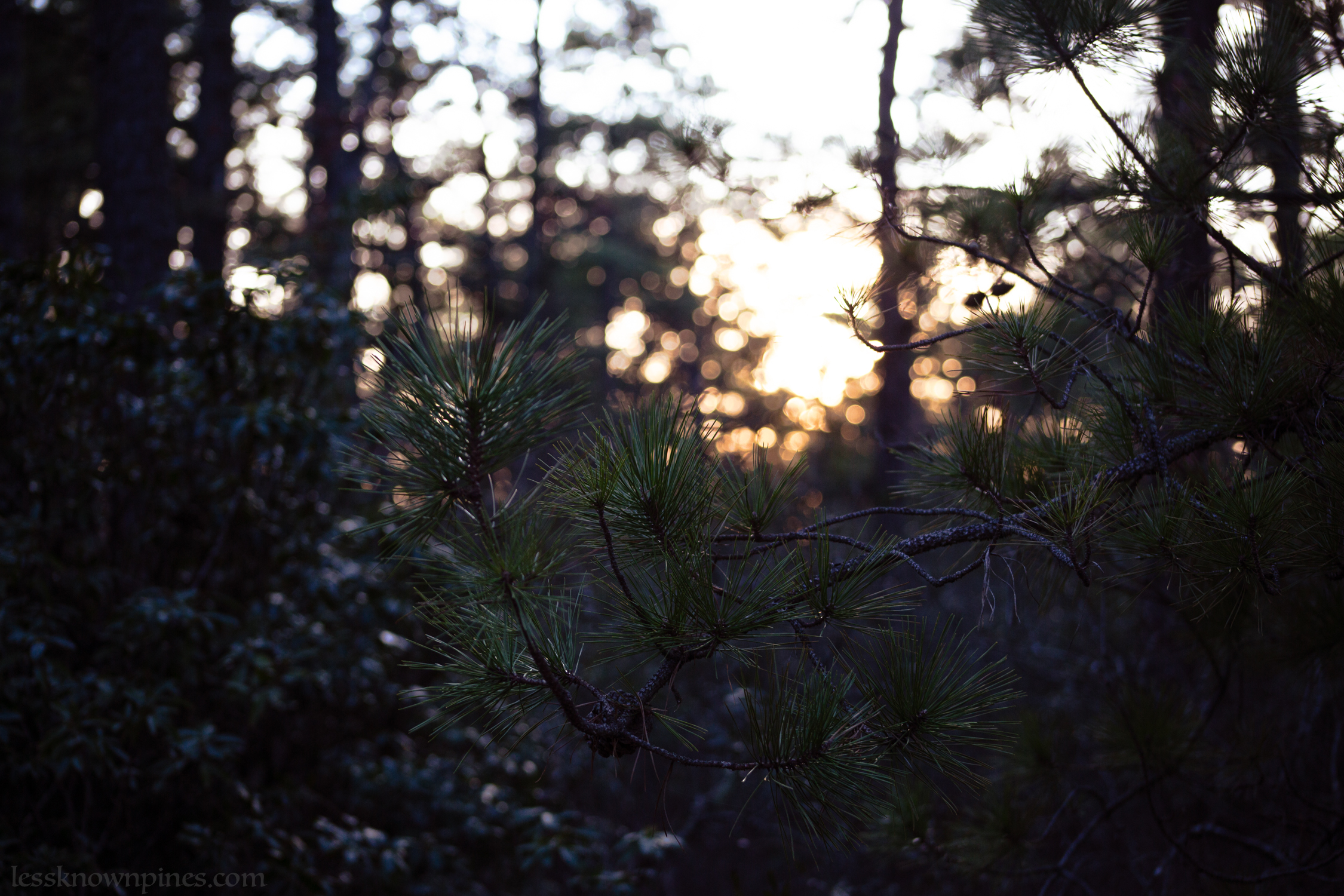 Evening pitch pine branch