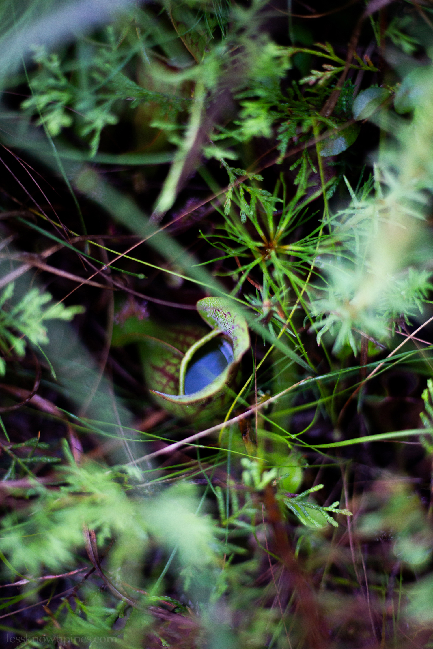 Fluid inside of pitcher plant