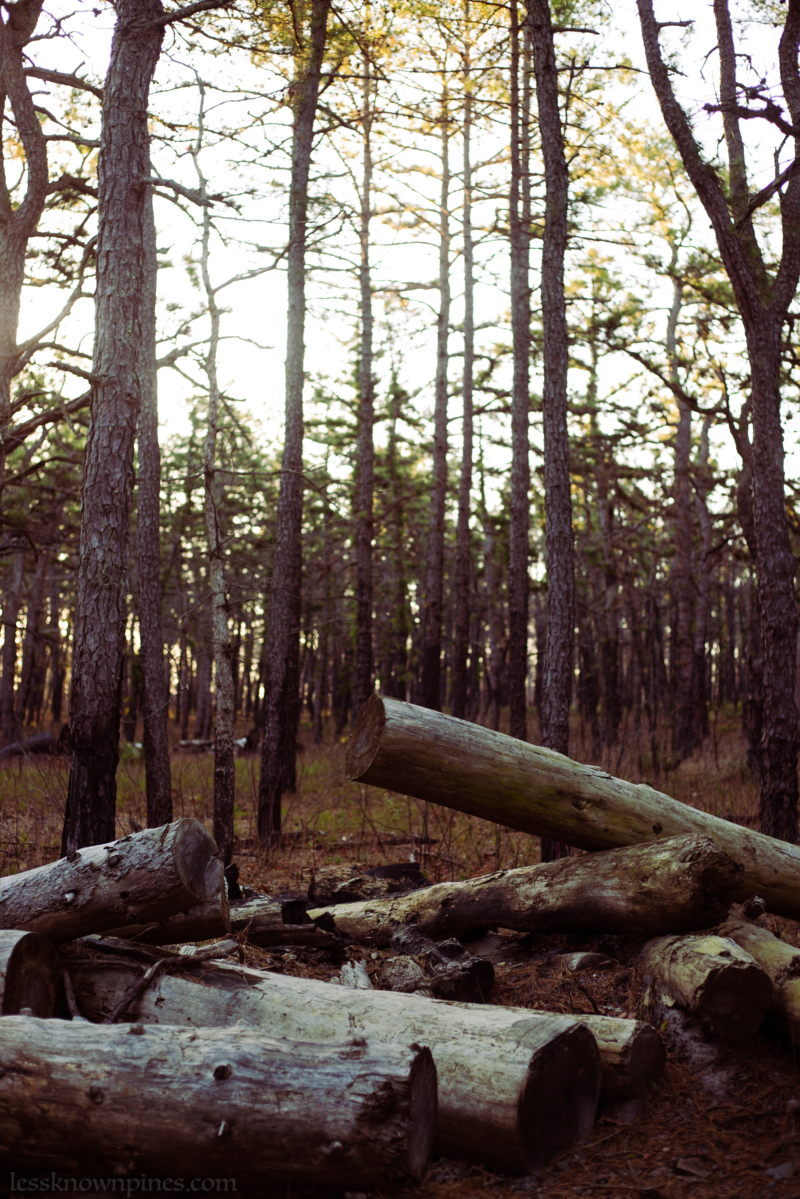 Forked River log barriers
