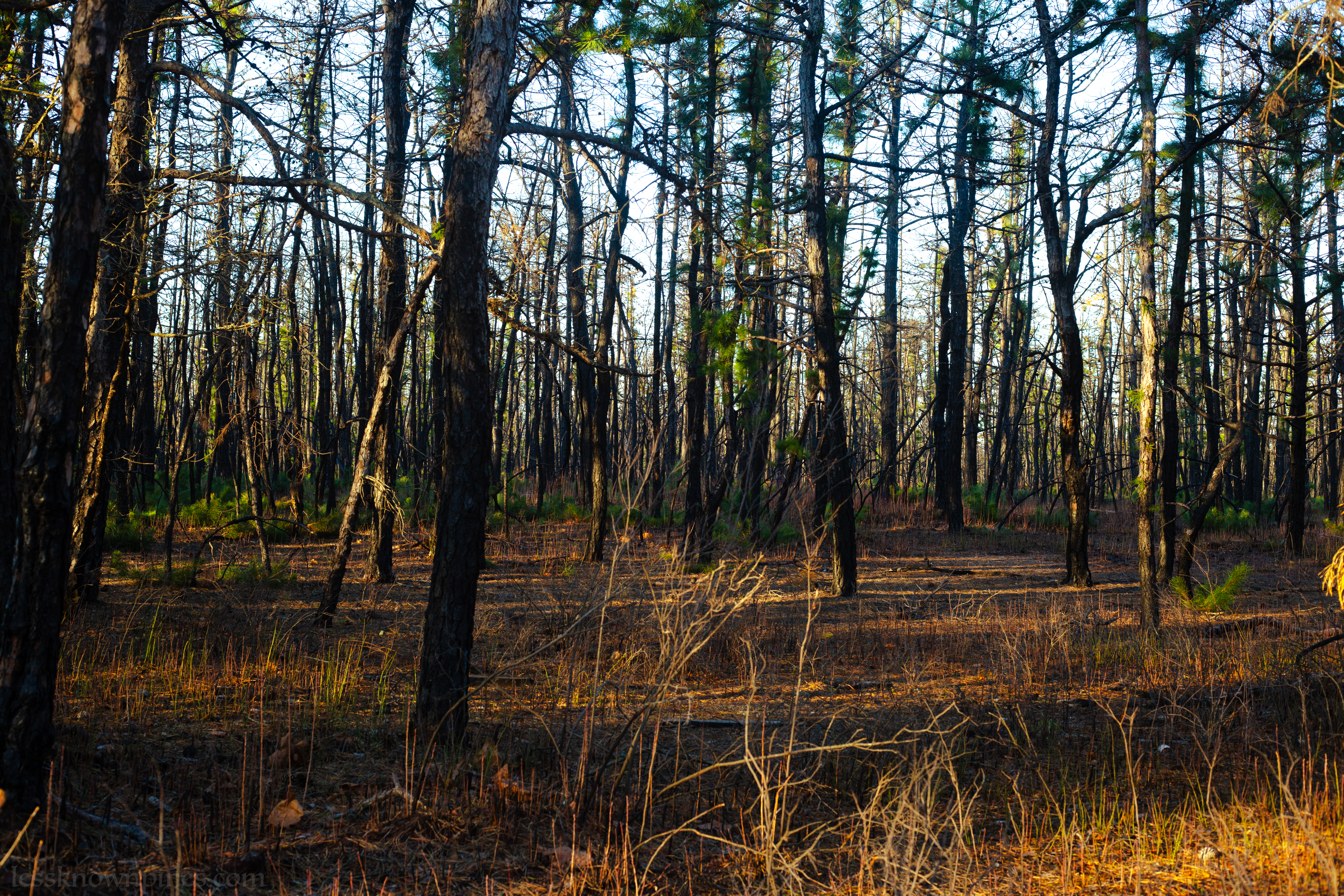 Forked River thinner trees