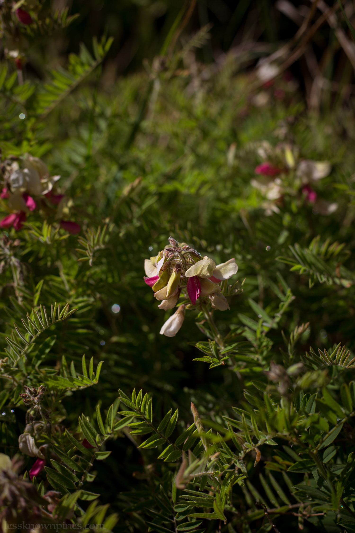 Devil's Shoestring early summer