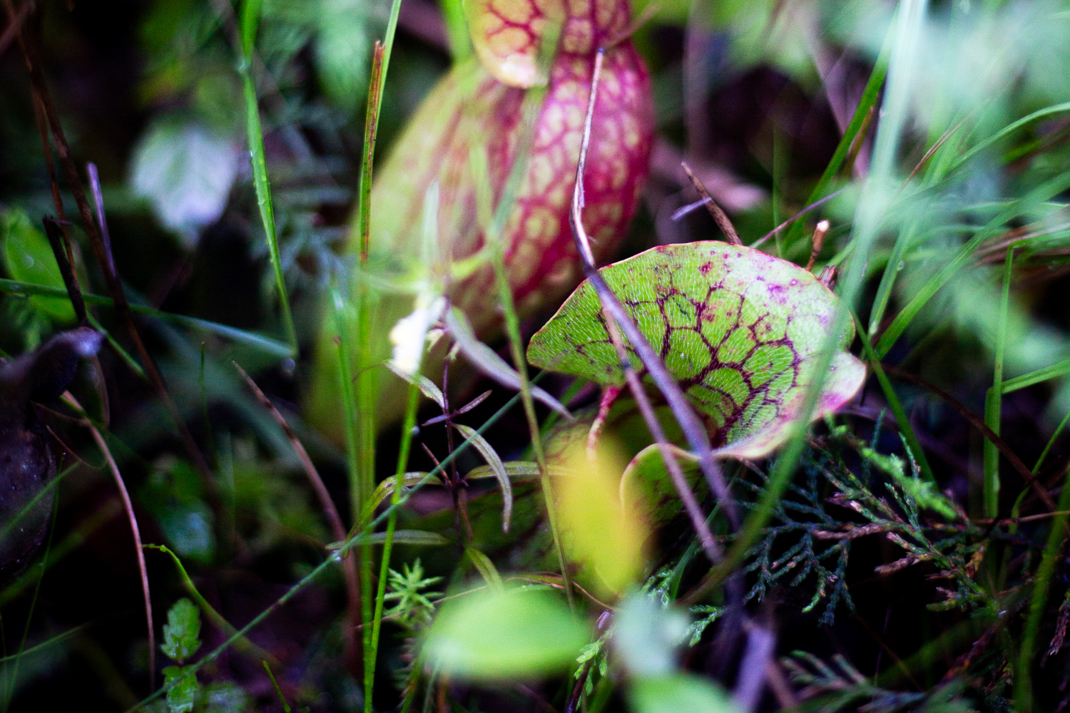 Purple pitcher plant