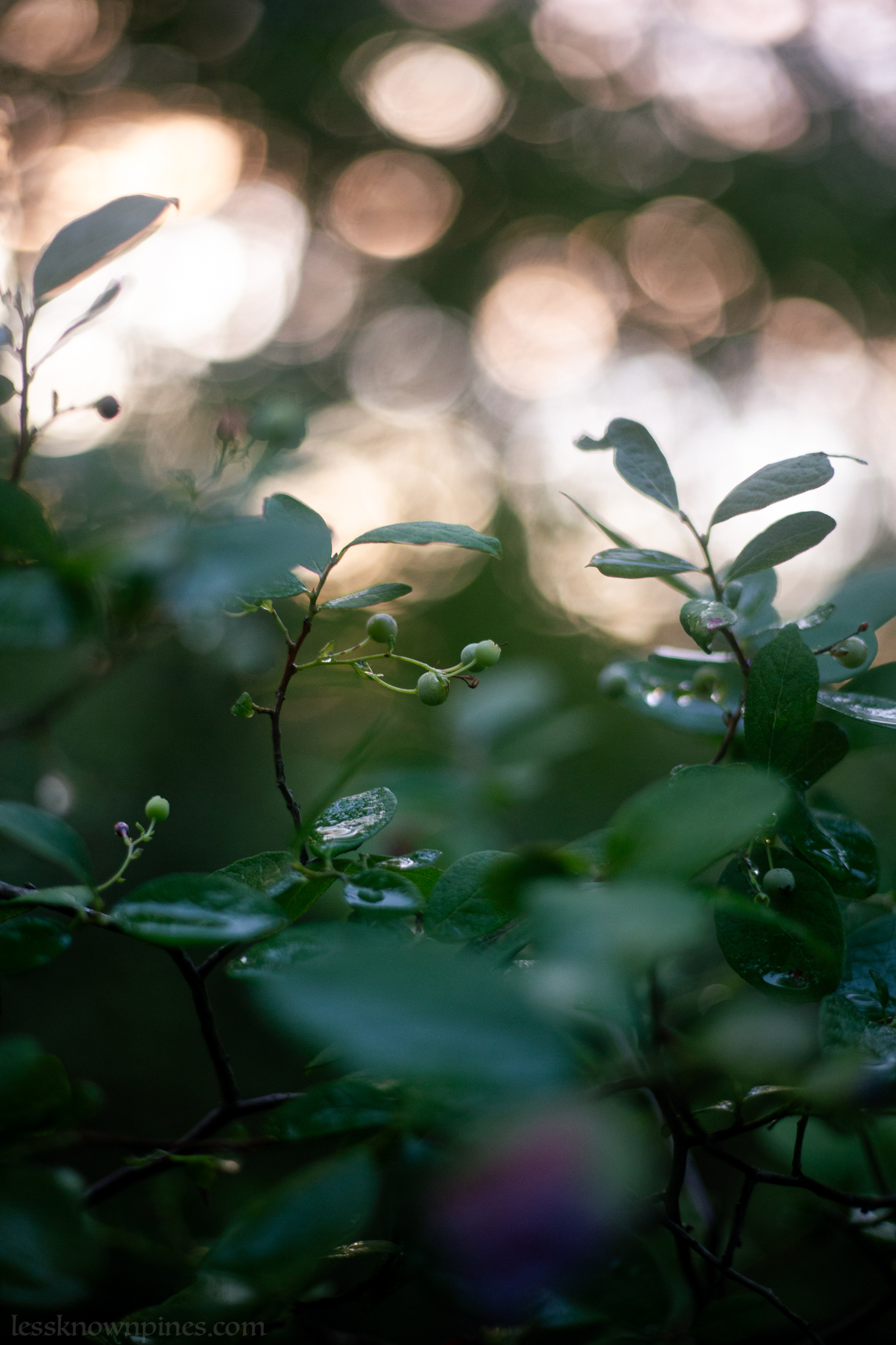 Huckleberry during July