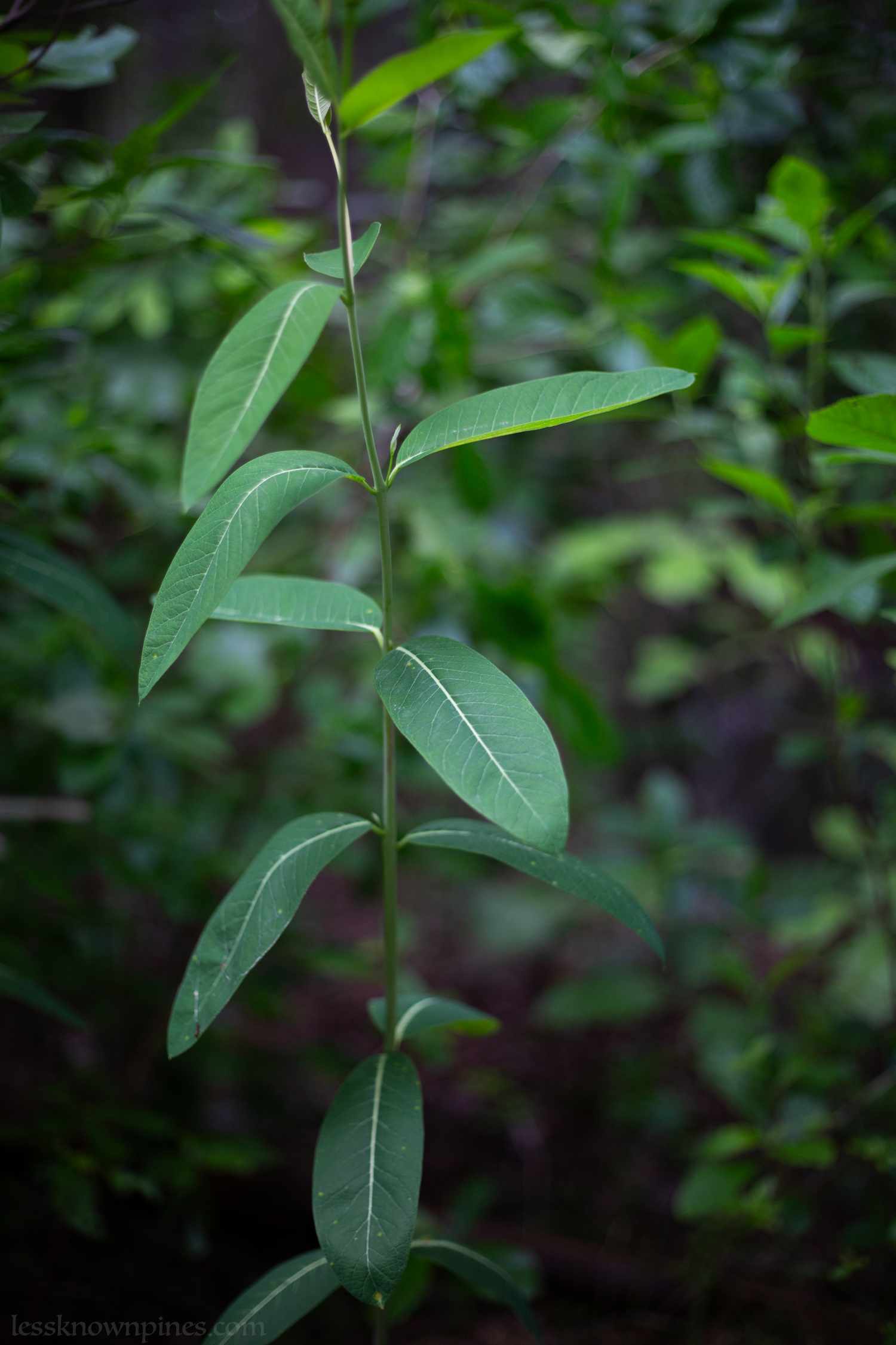 Indian hemp stalk and leaves