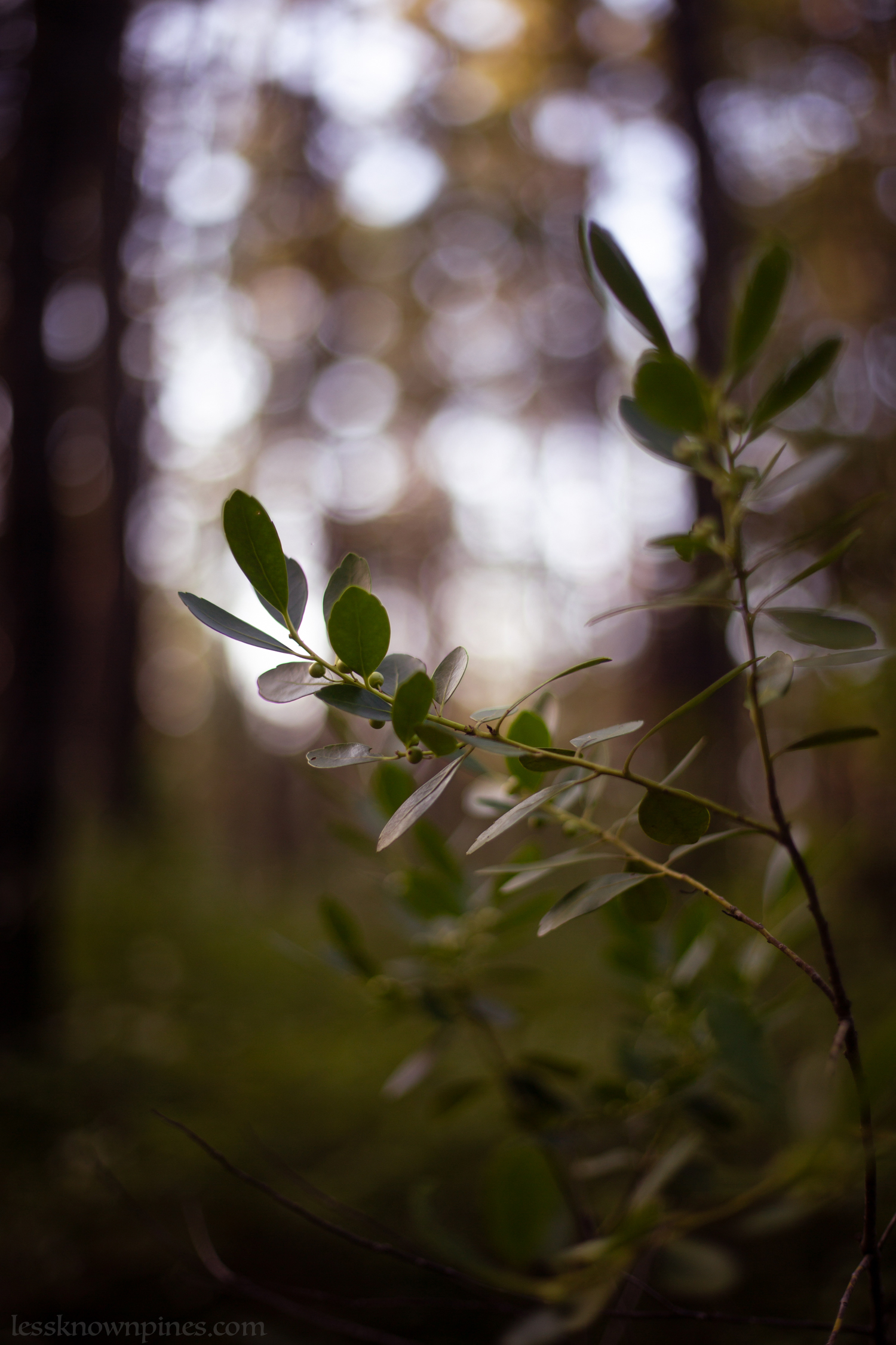 Mid-summer unripe inkberry