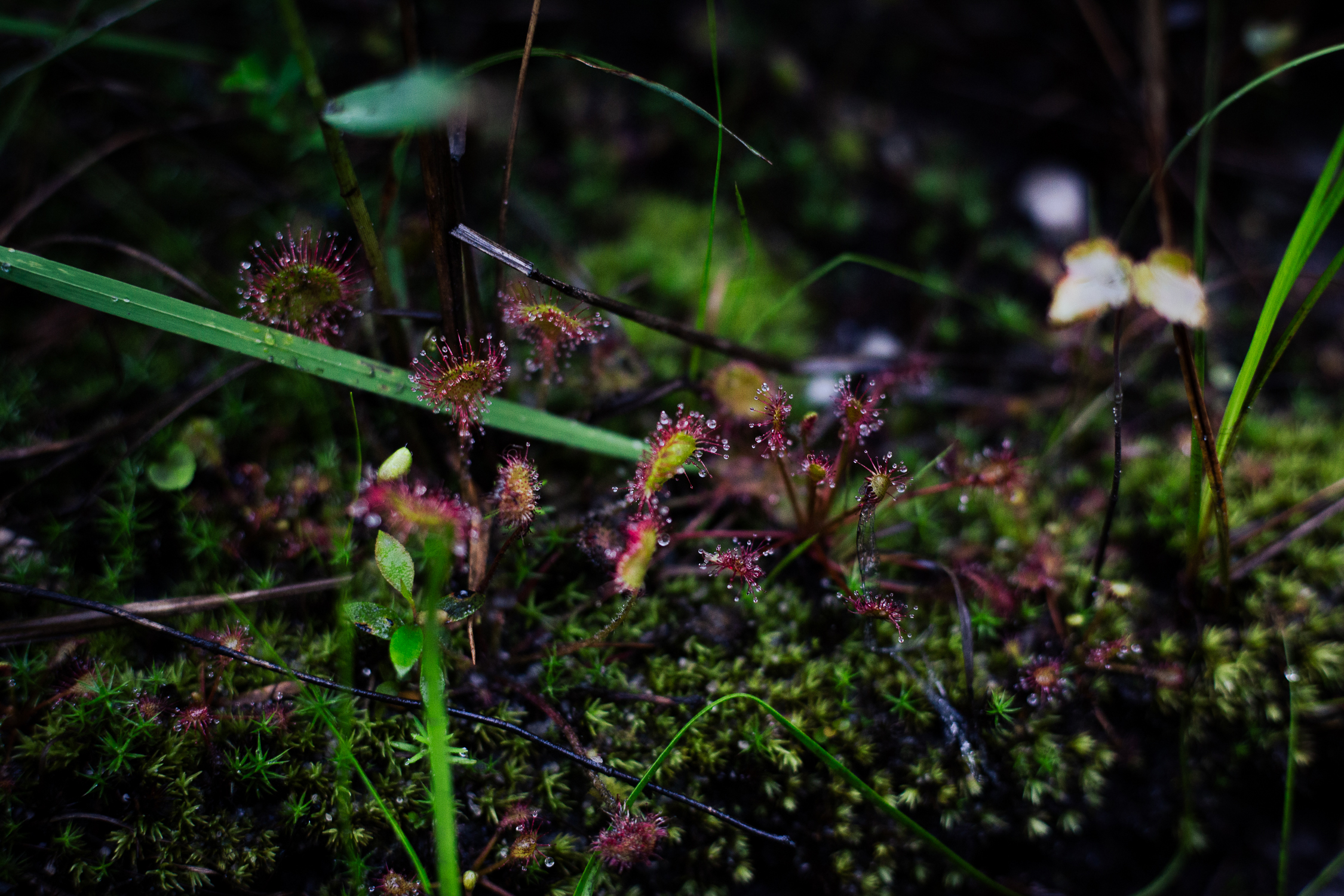 Insect trapping fluid tips on sundew