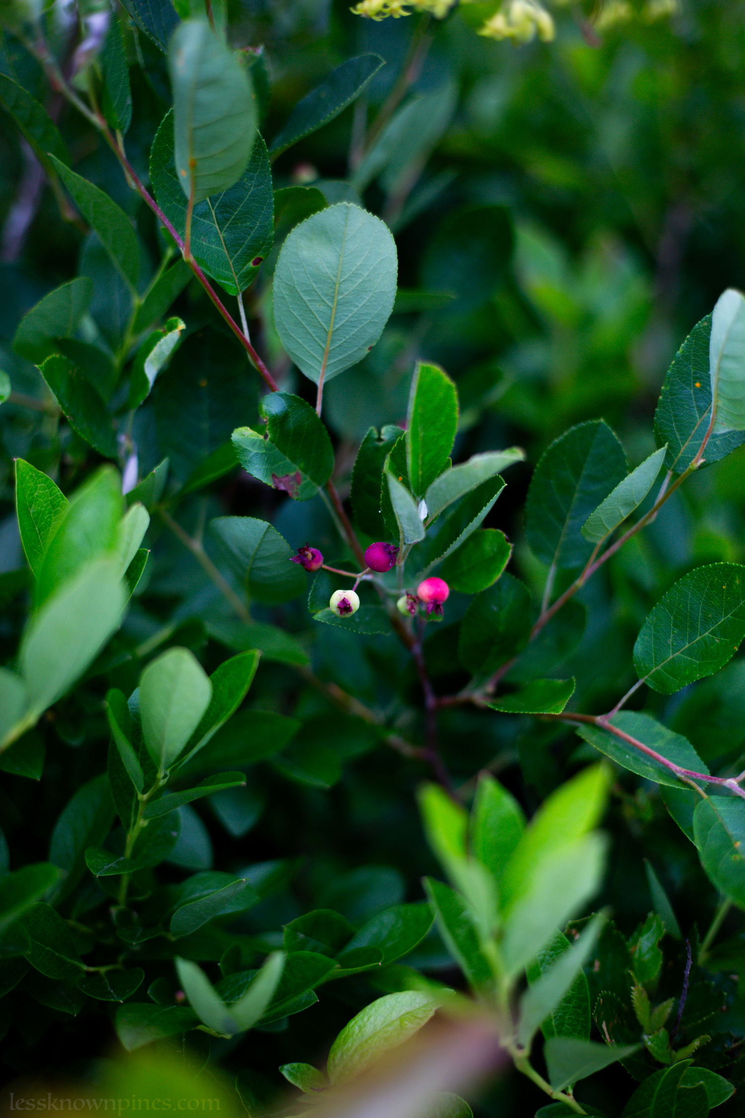 Juneberry during early summer