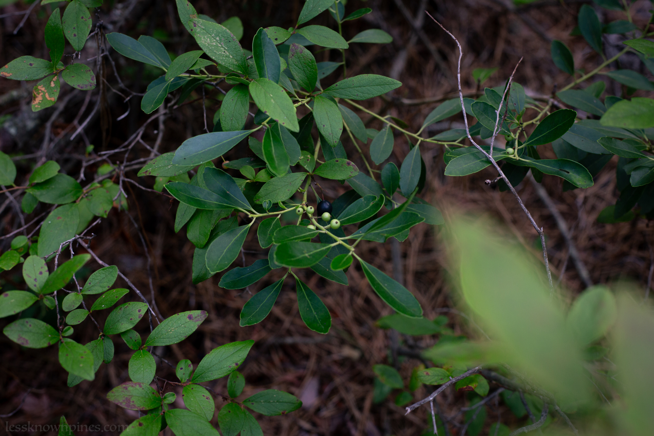 Late july unripe inkberry