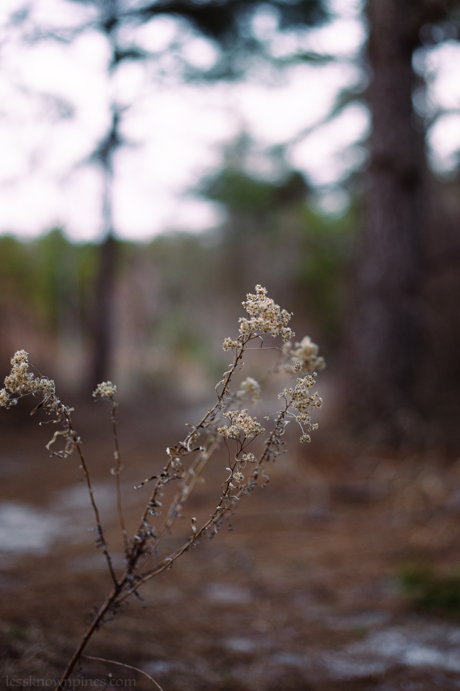 Late March blossom