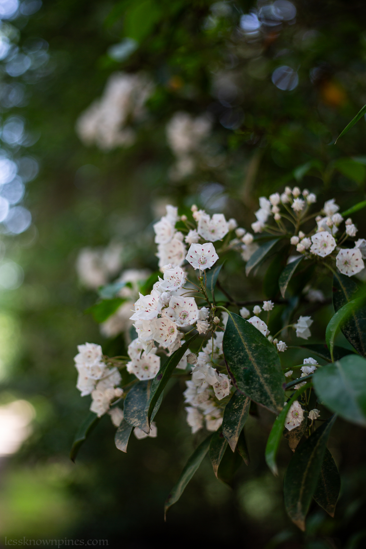 Mountain laurel thumbnail