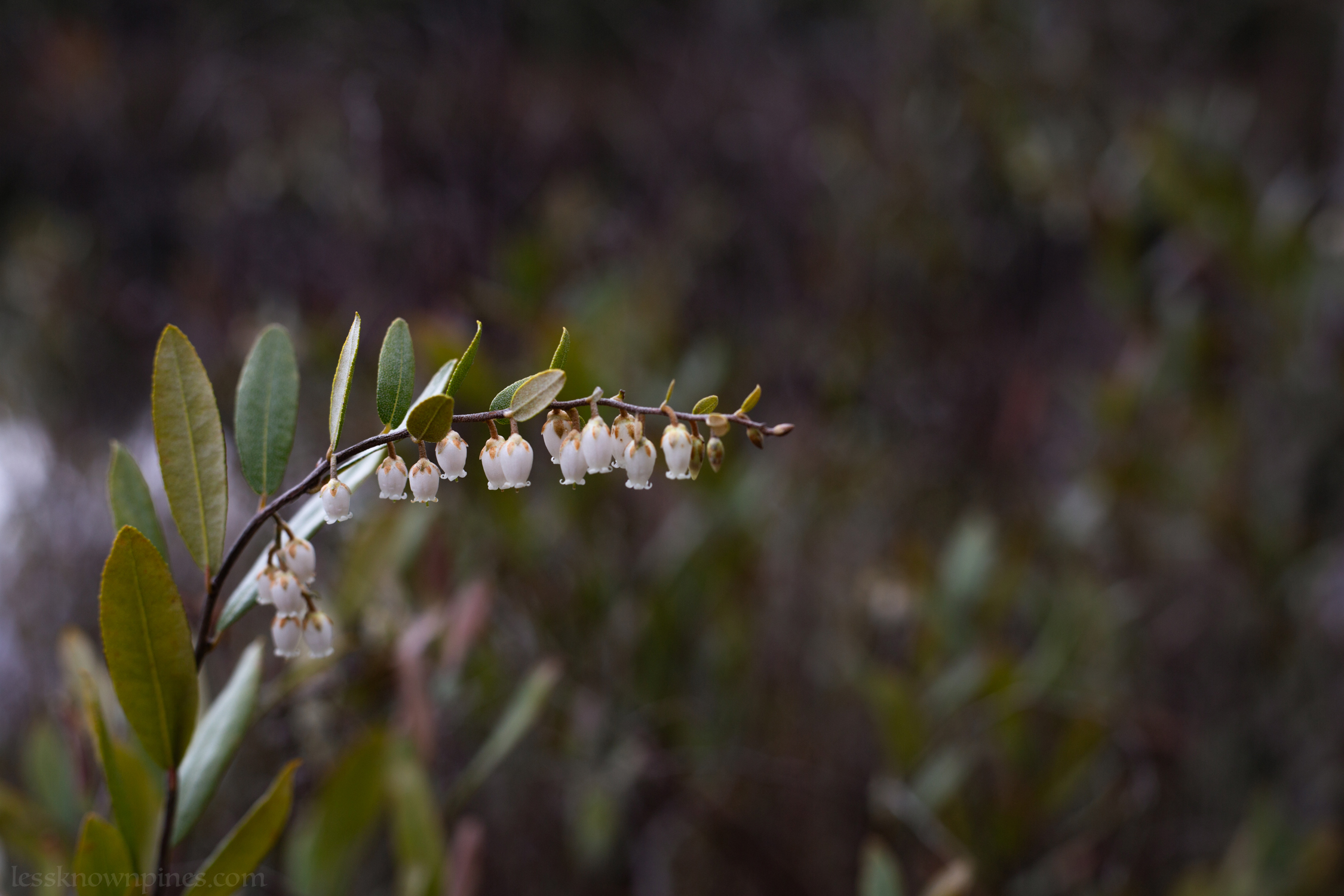 Leatherleaf mid spring