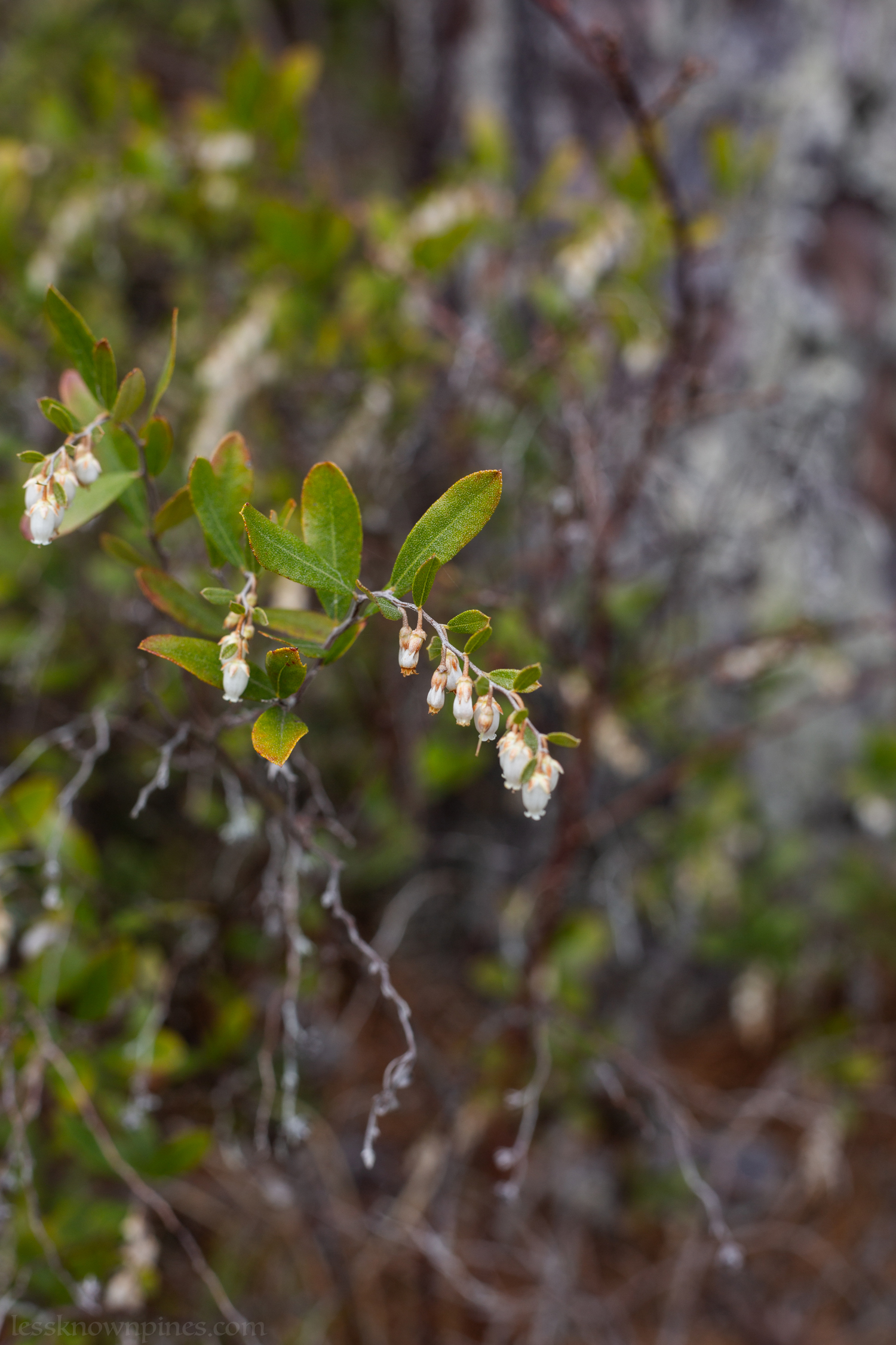 Leatherleaf during mid-spring