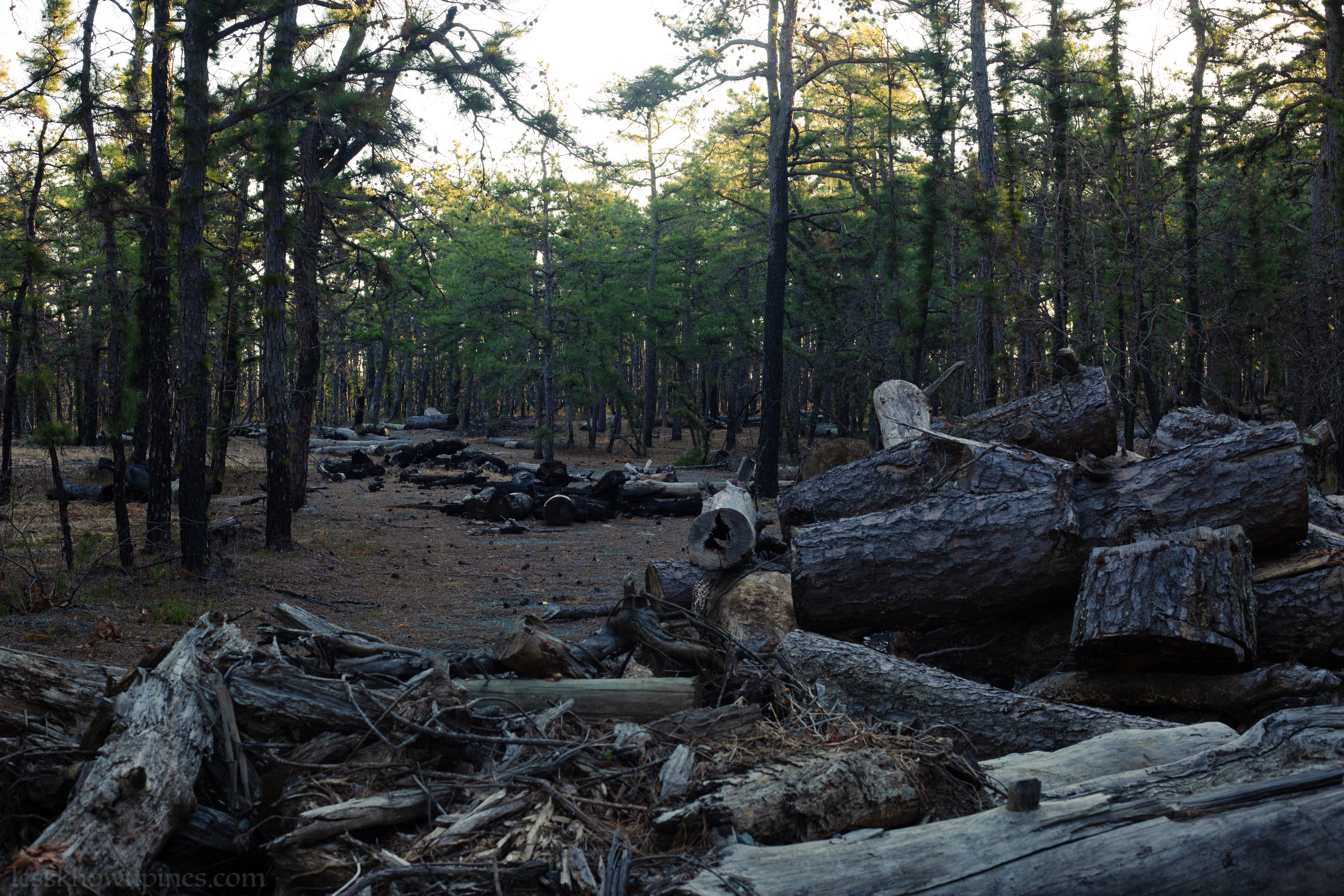 Logs after a prescribed burn