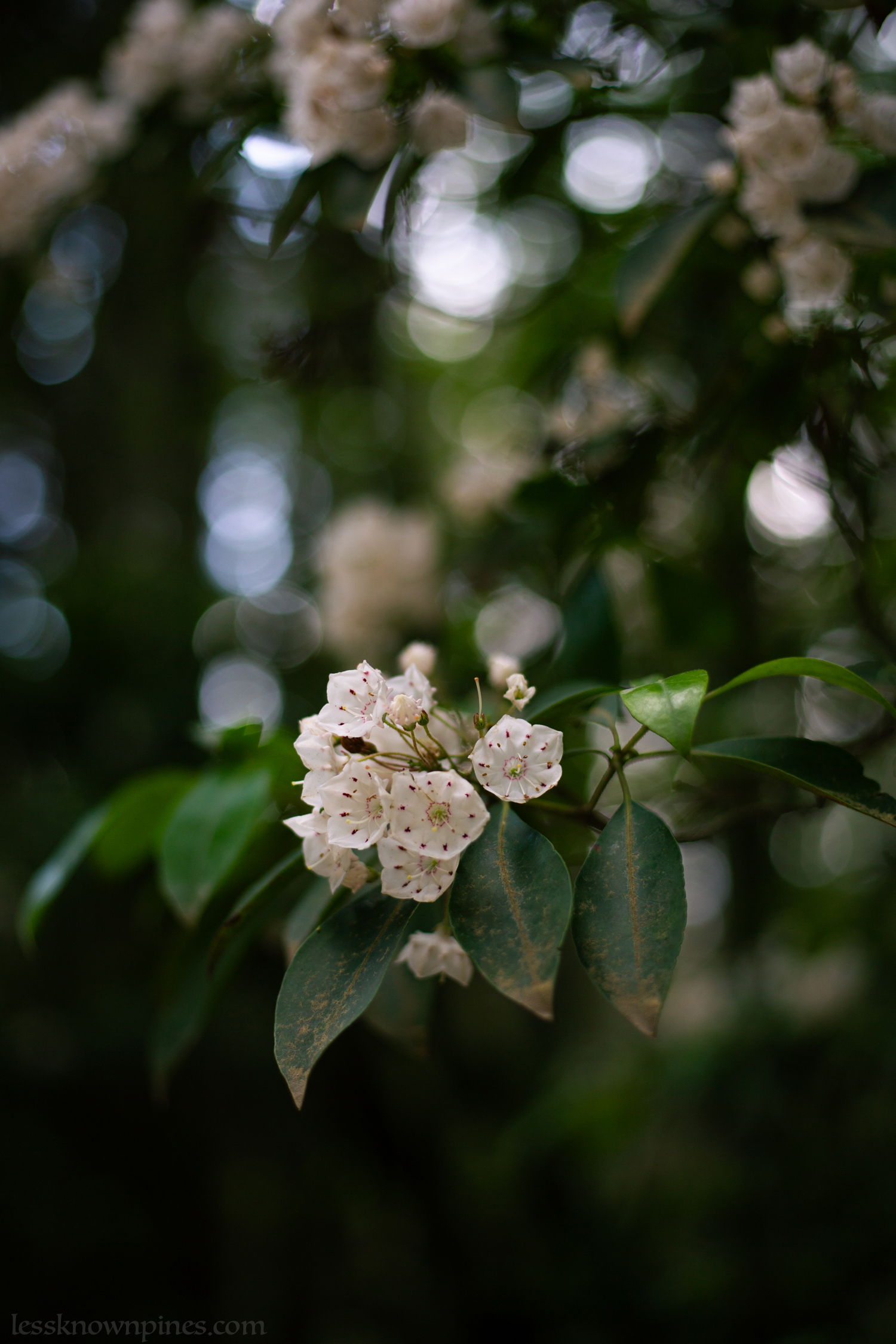 Lone mountain laurel branch