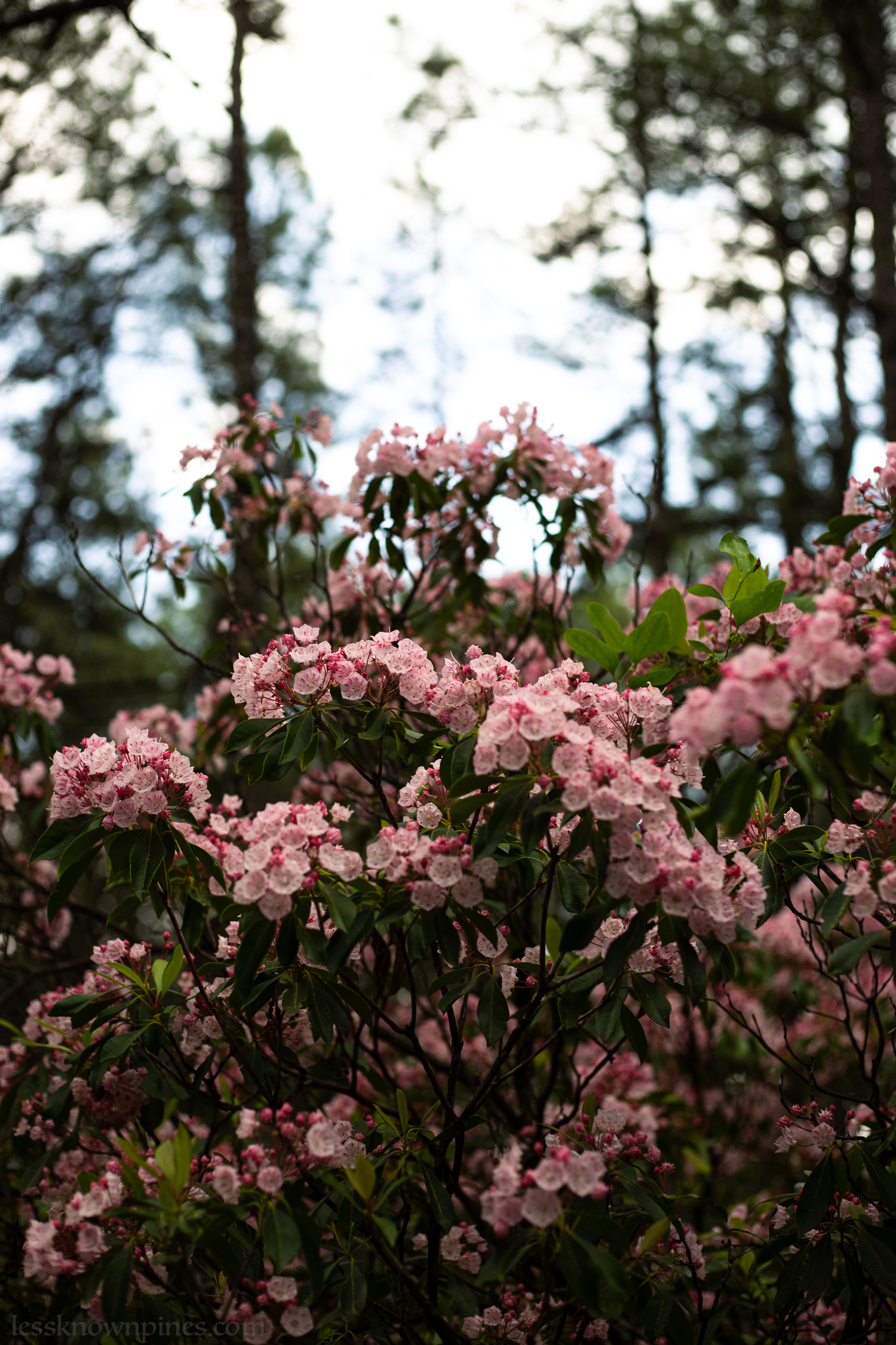 Many clusters or pink mountain laurels