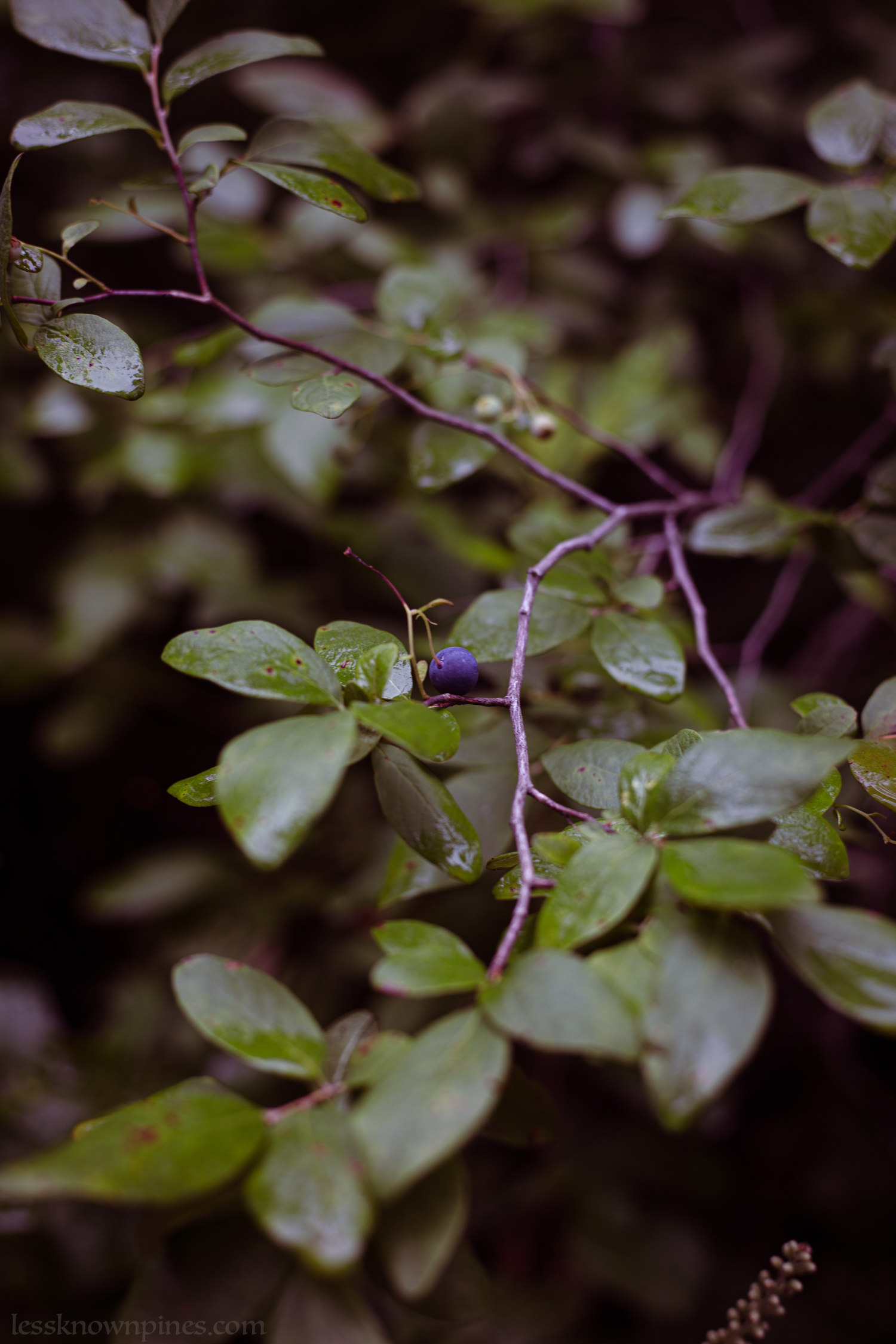 Mid-summer huckleberry