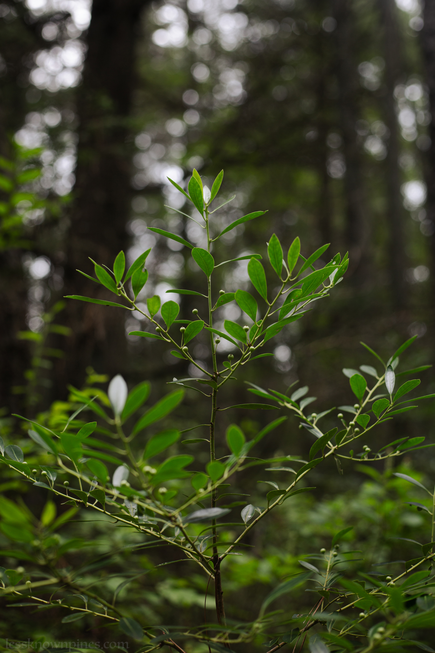 Mid-summer unripened inkberry plant