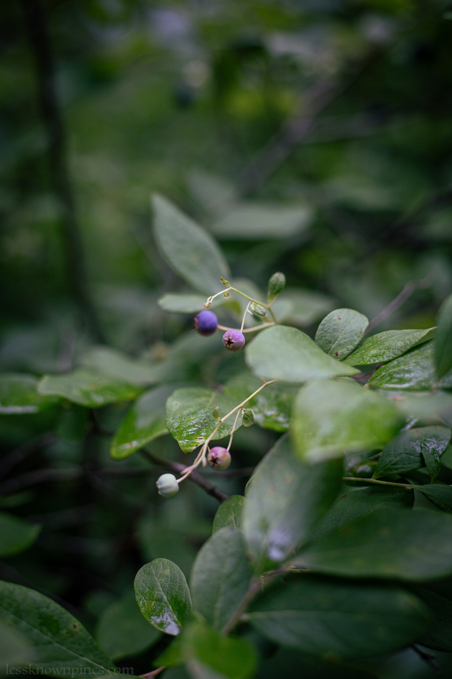 Mixed ripe and unripe huckleberries