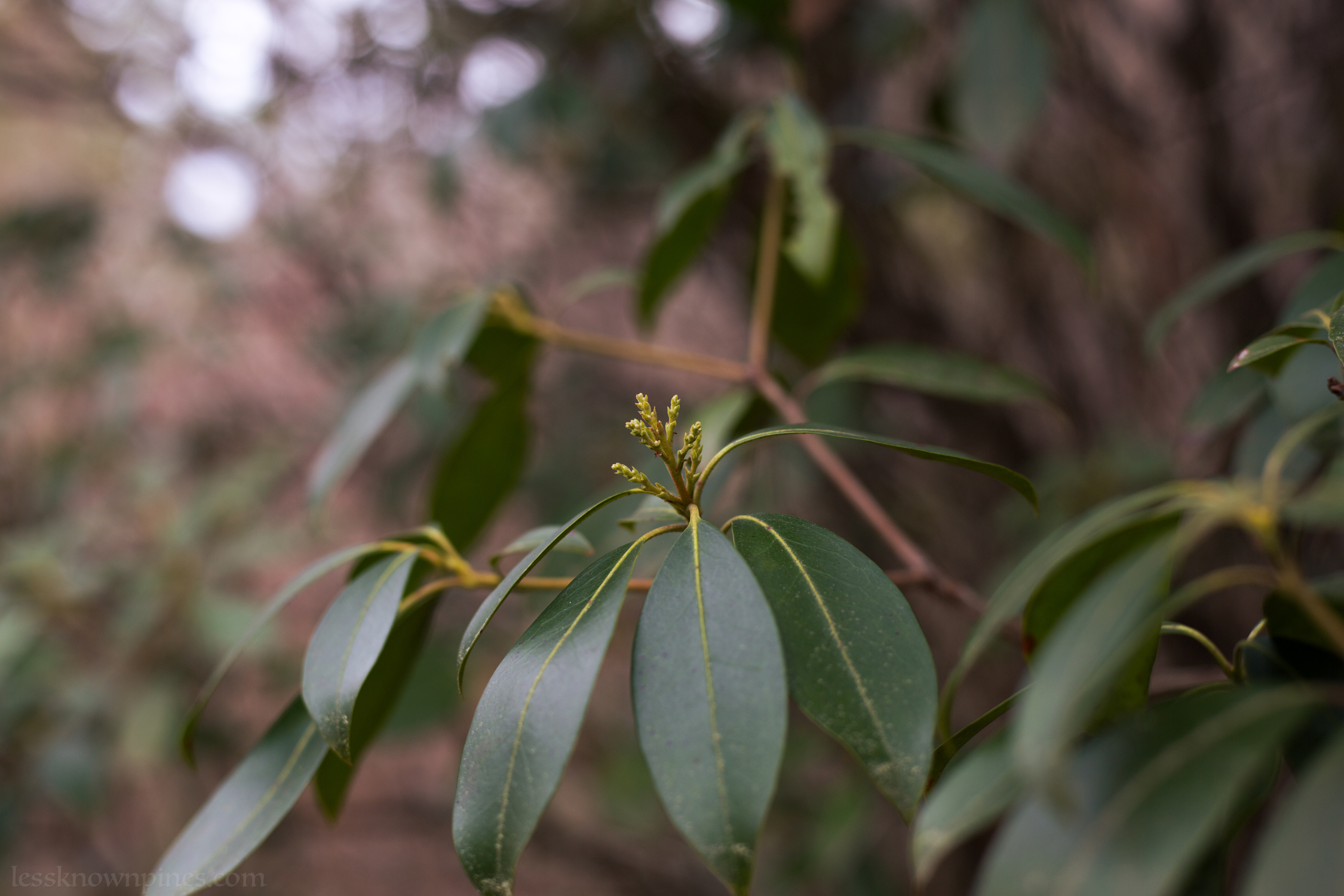 Mountain laurel beginning to grow flowers