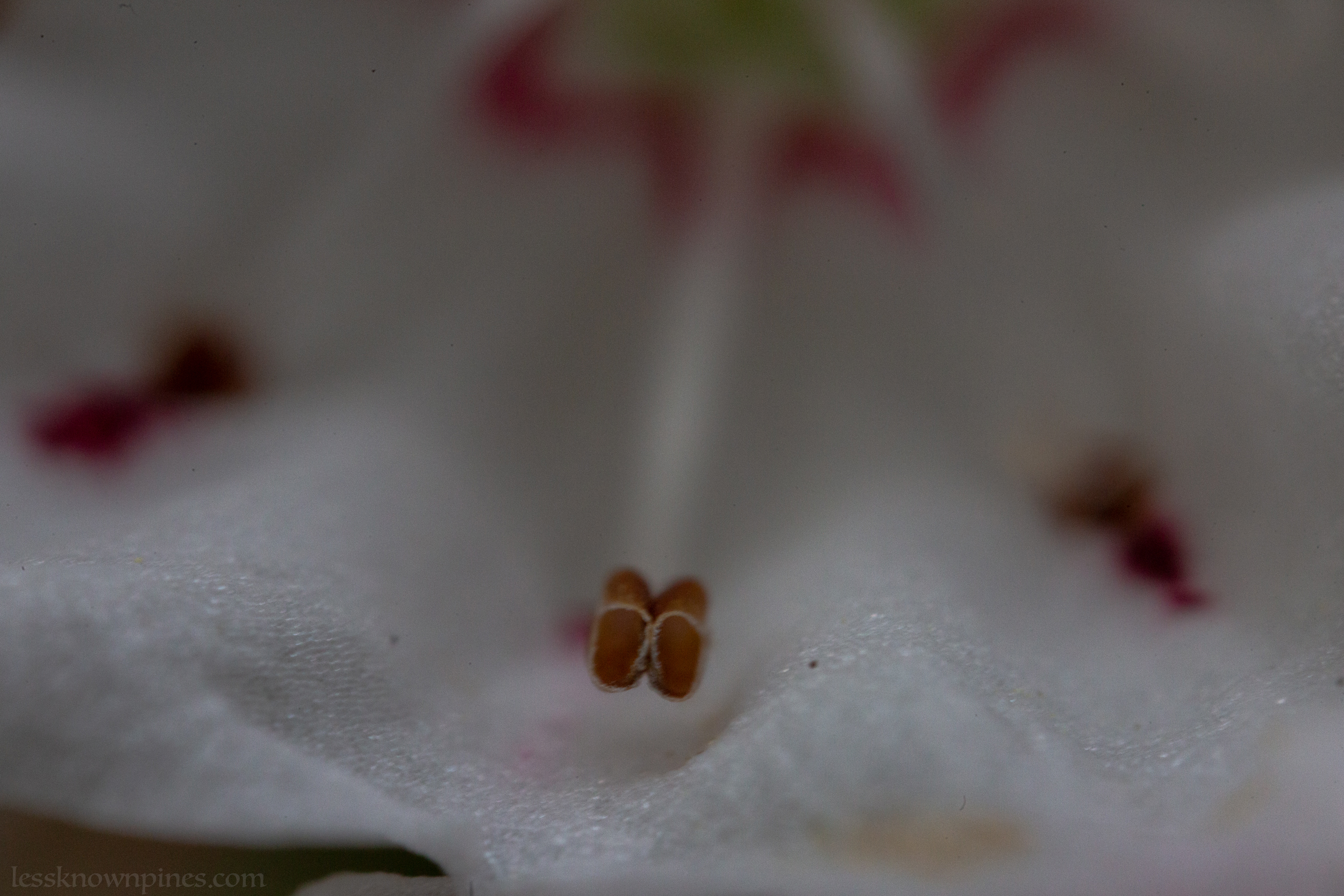 Mountain laurel macro in June