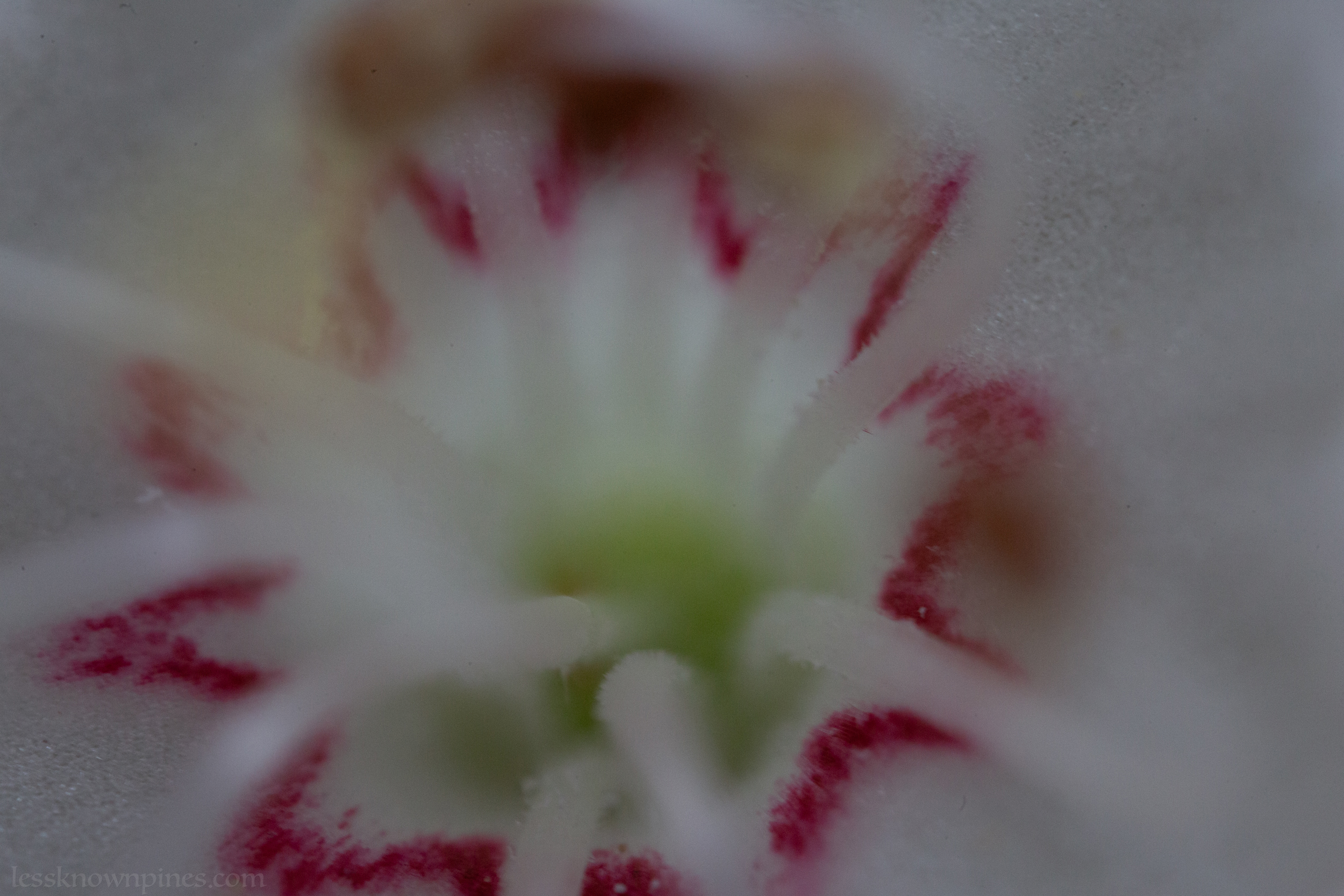 Mountain laurel macro