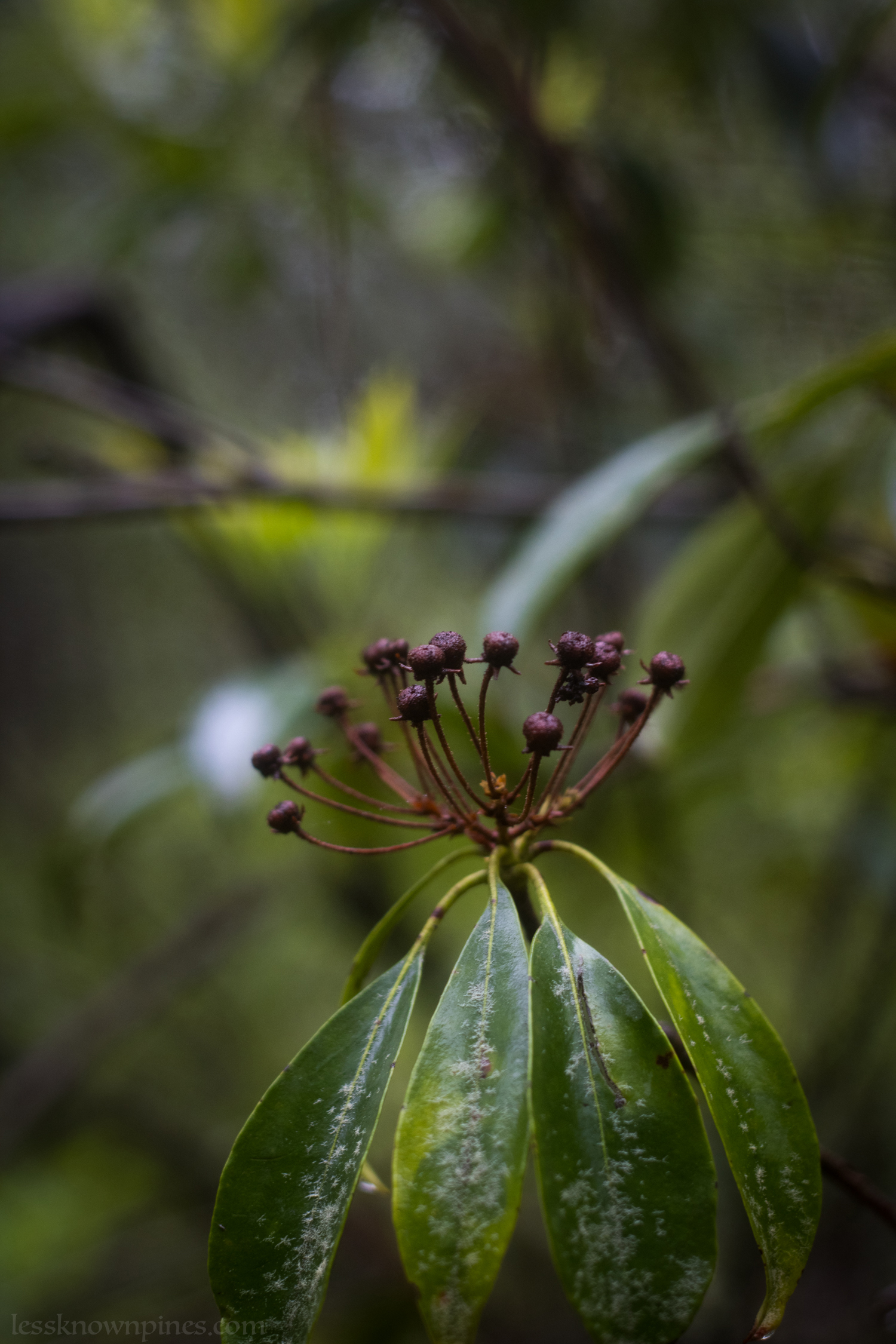 Mountain laurel pre bloom branch