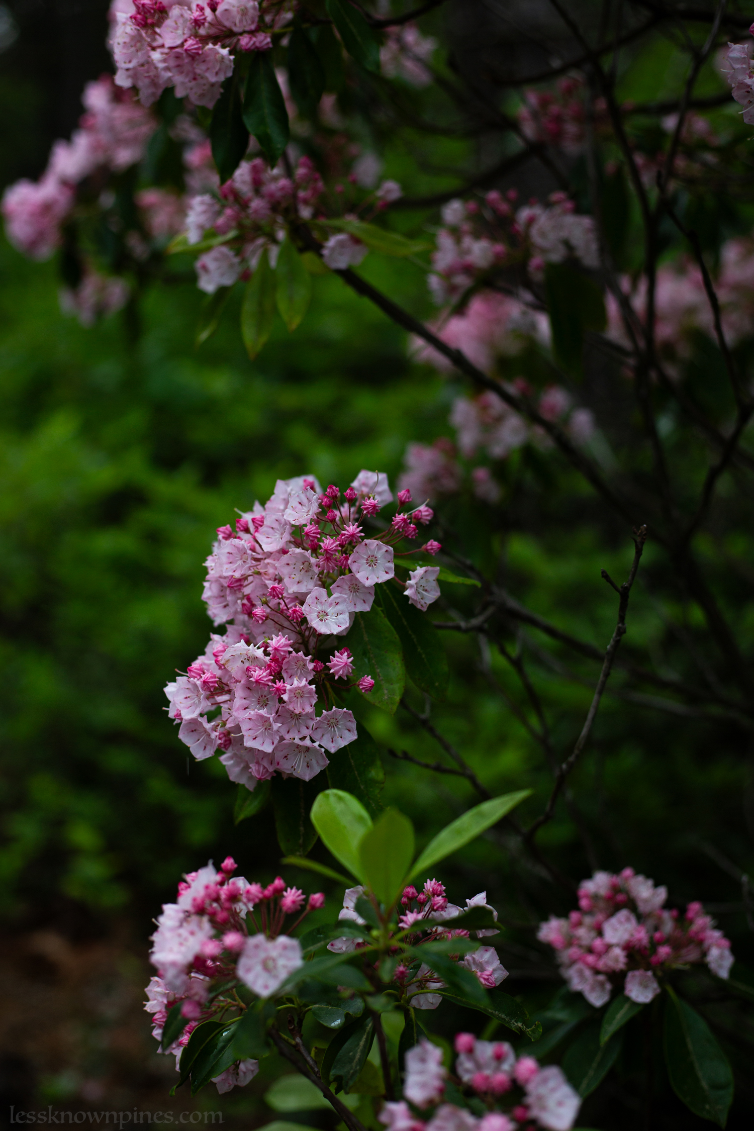Mountain laurels are the sardines of forest flowers