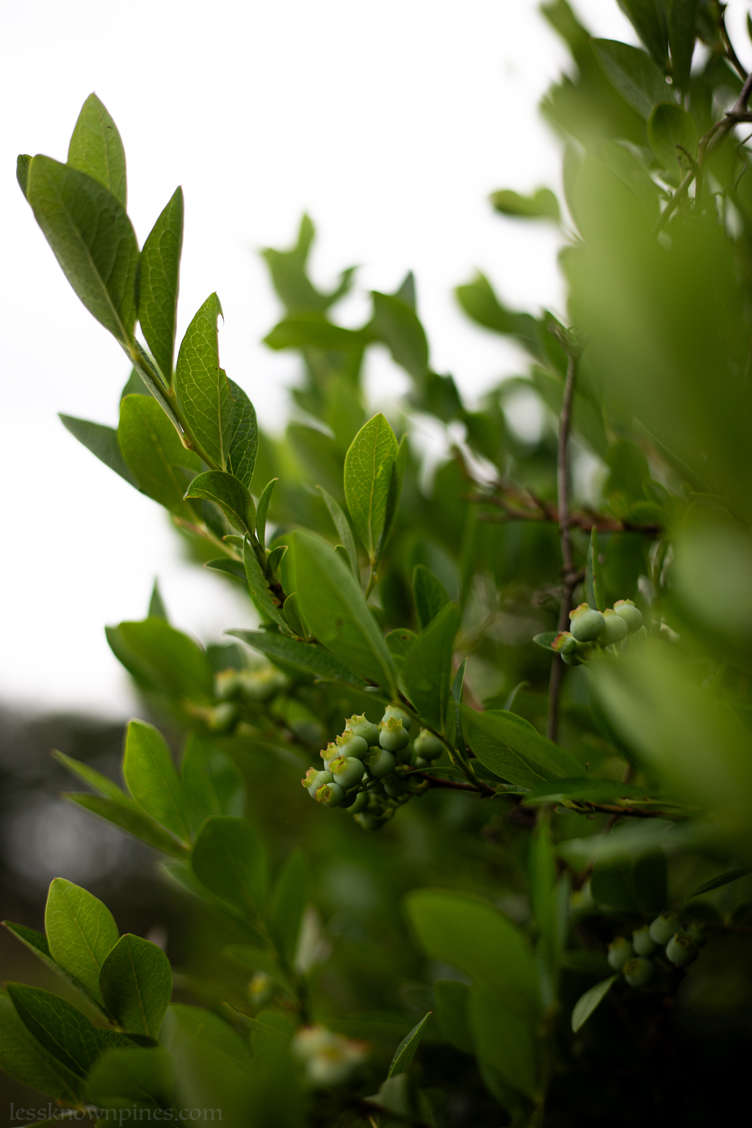 Newly bloomed high bush blueberries