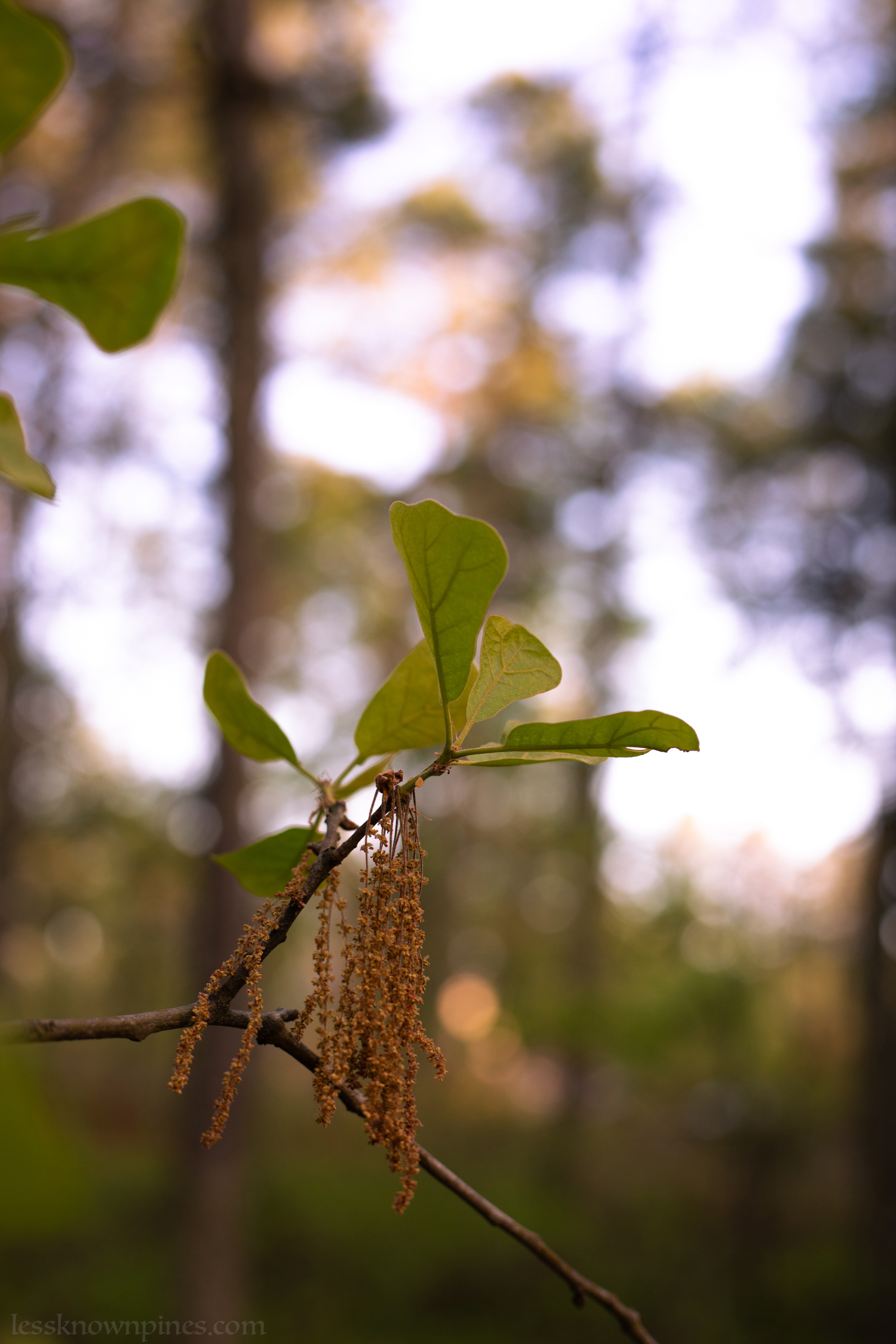 Oak about to release pollen