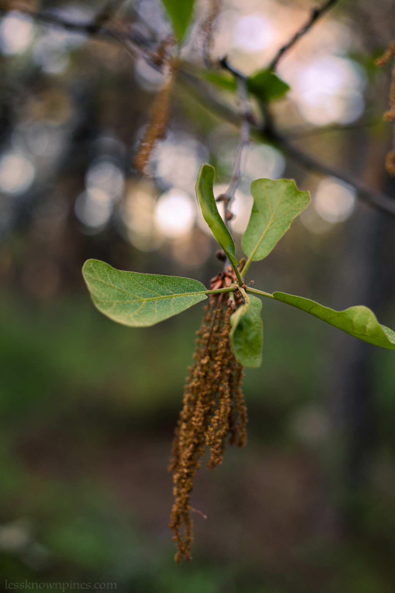 Oak about to release pollen in early May