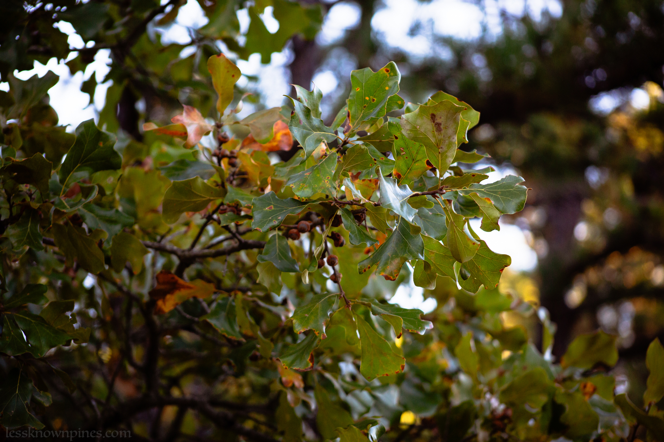 Oak leaves changing color