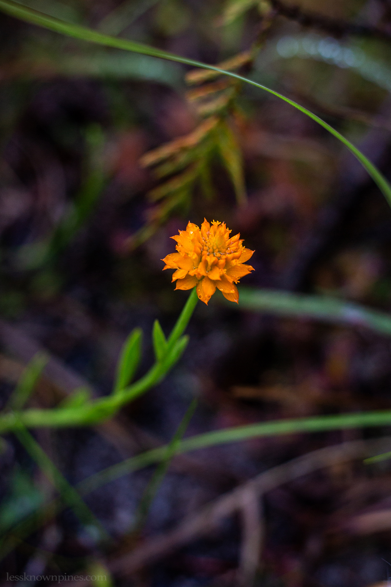 Orange milkwort flower