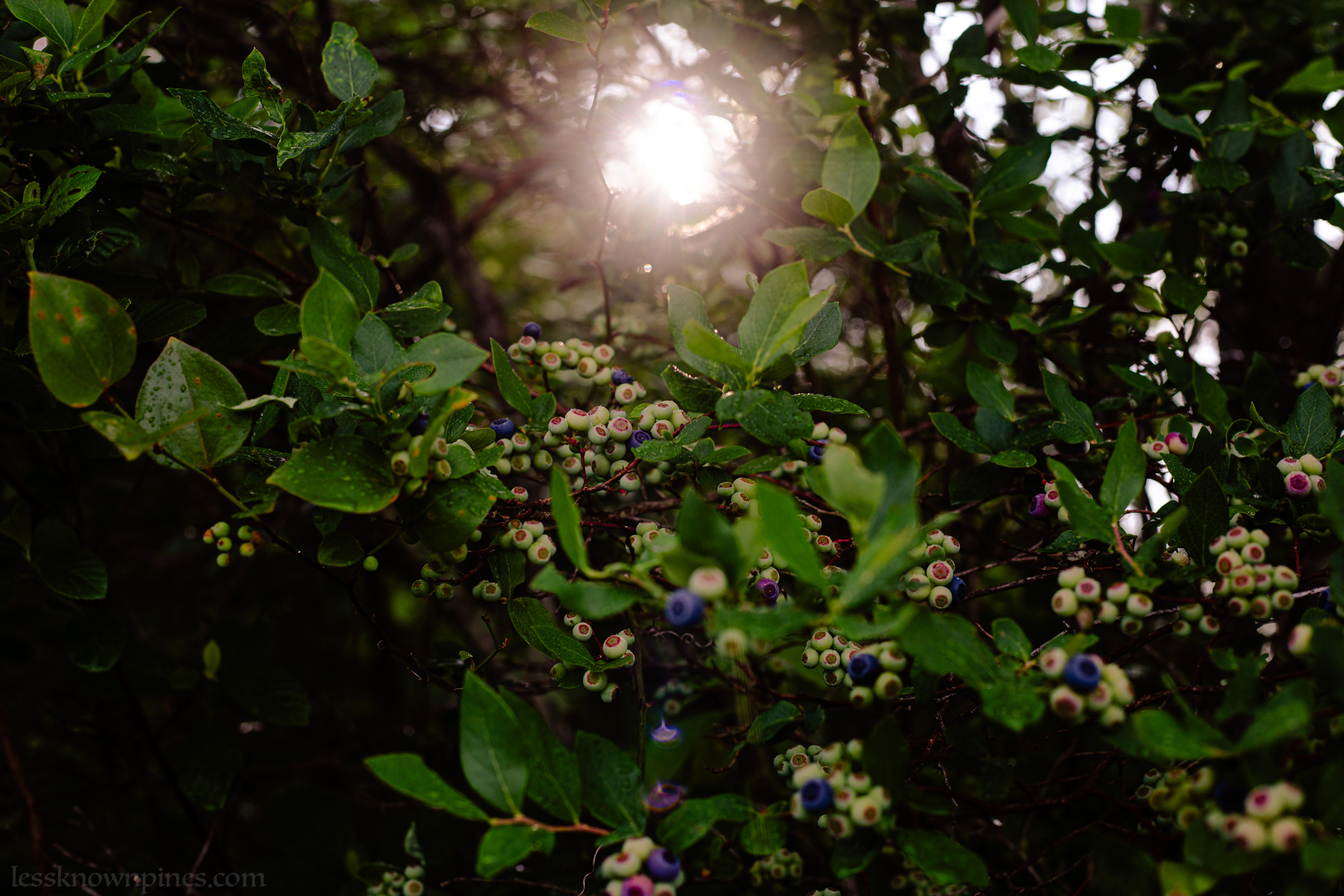 Partially ripened blueberry bush