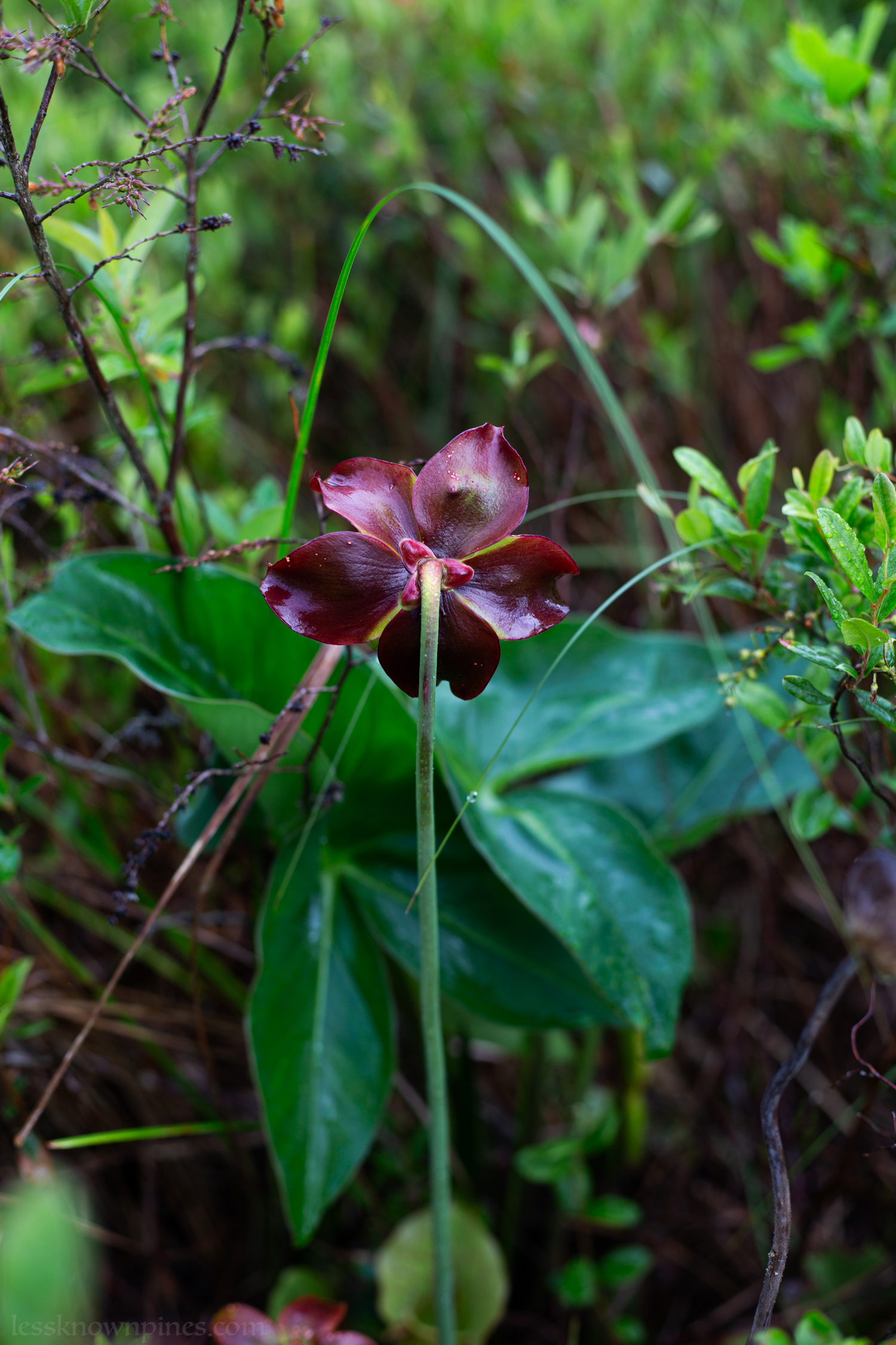 Pitcher plant flower in early June