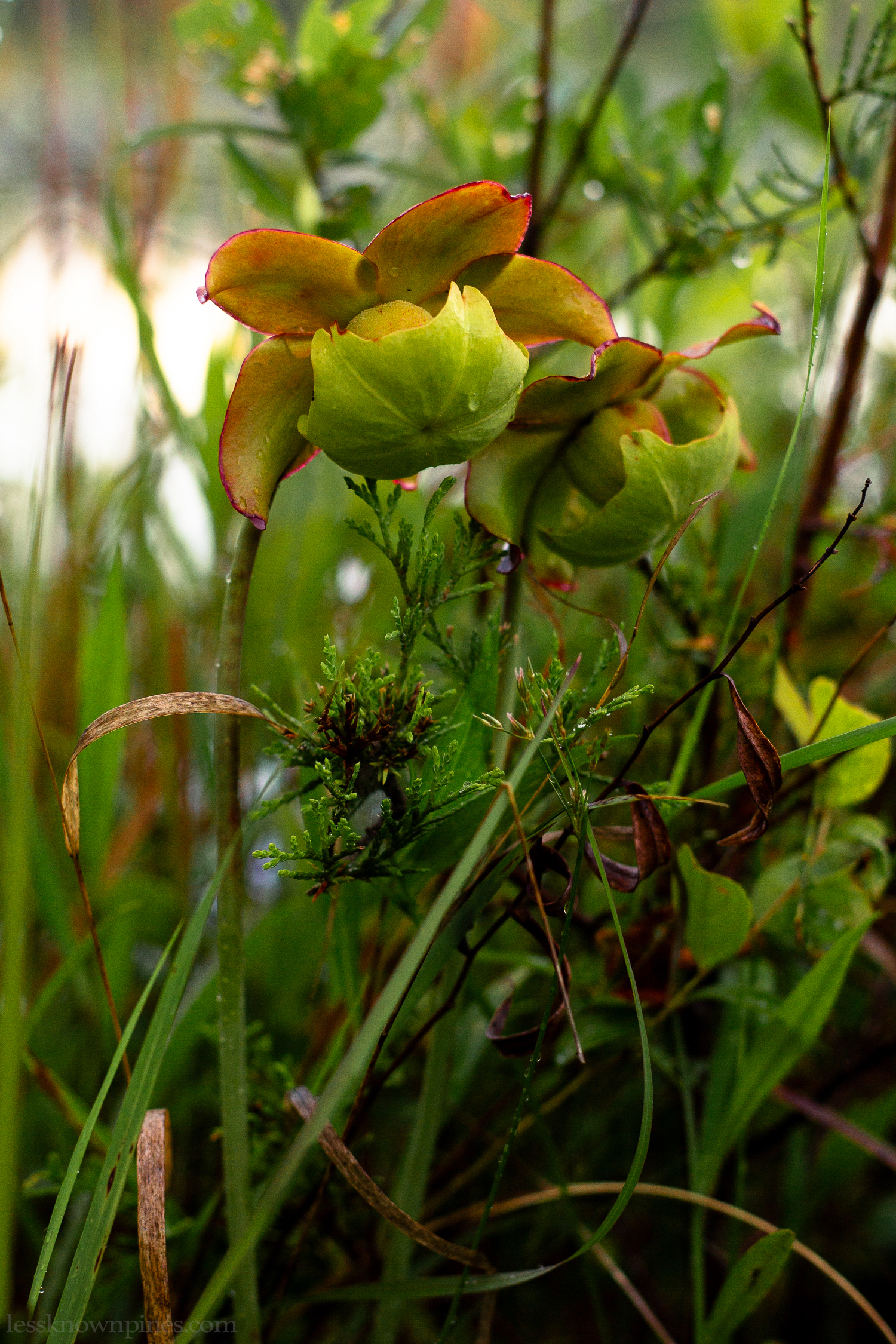 Pitcher plant flowers keep their heads down in shame