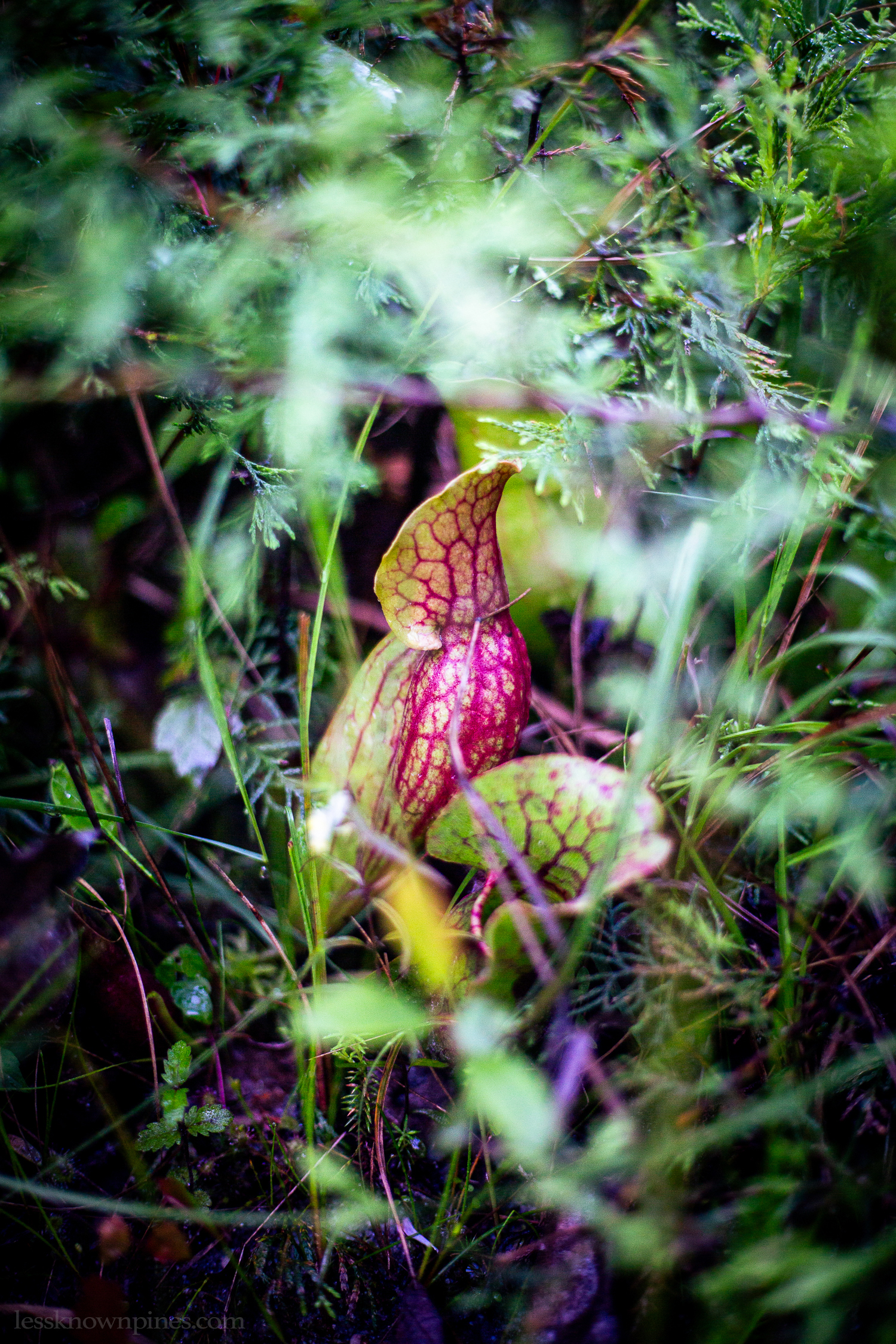 Pitcher plant from the side