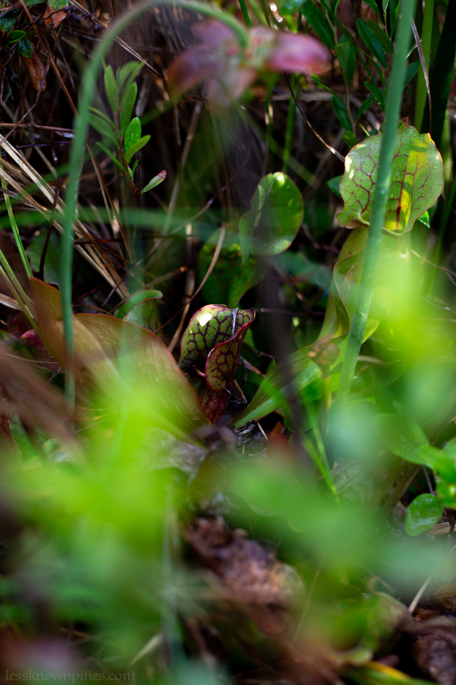 Pitcher plants near swamp
