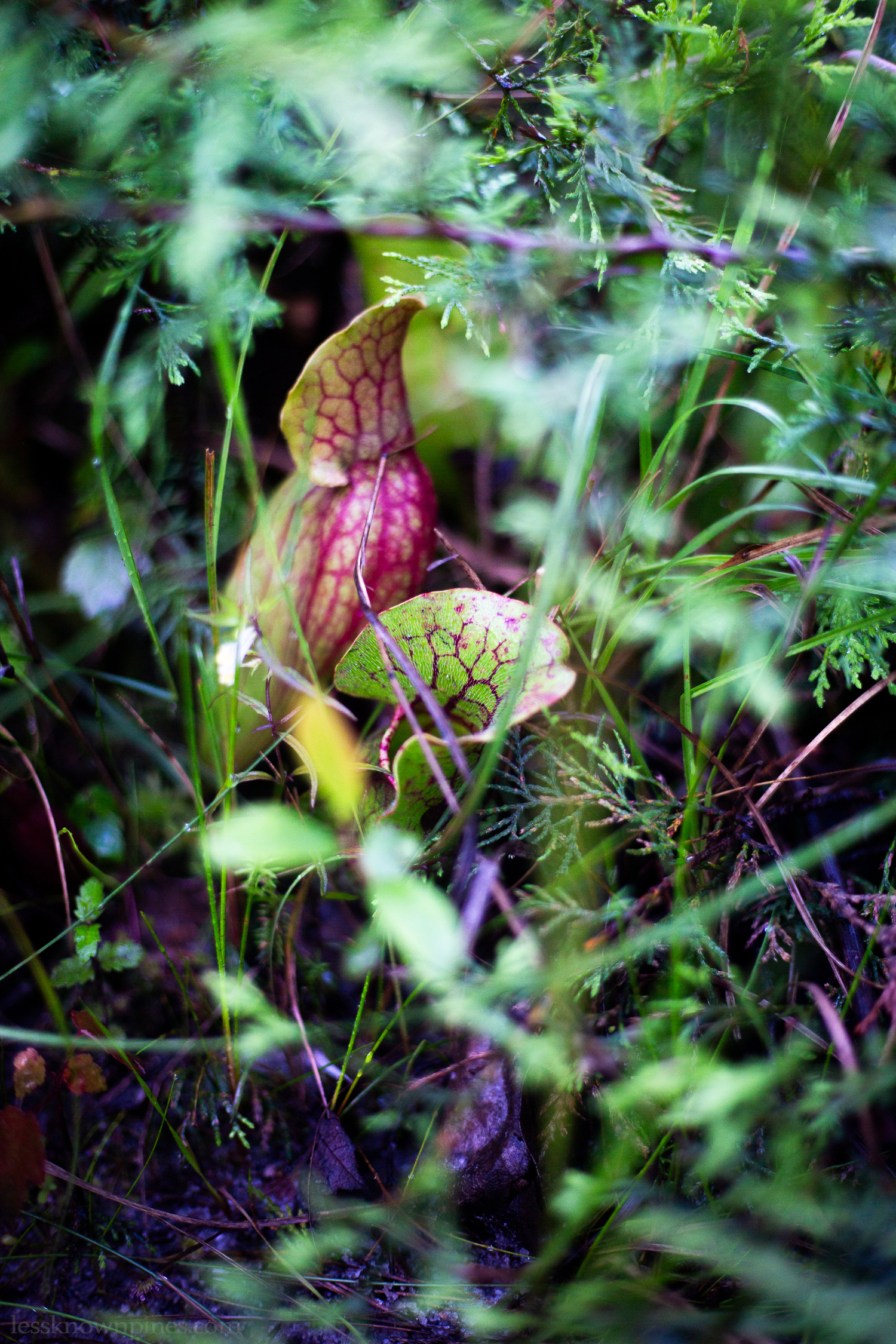 Purple pitcher plant early summer