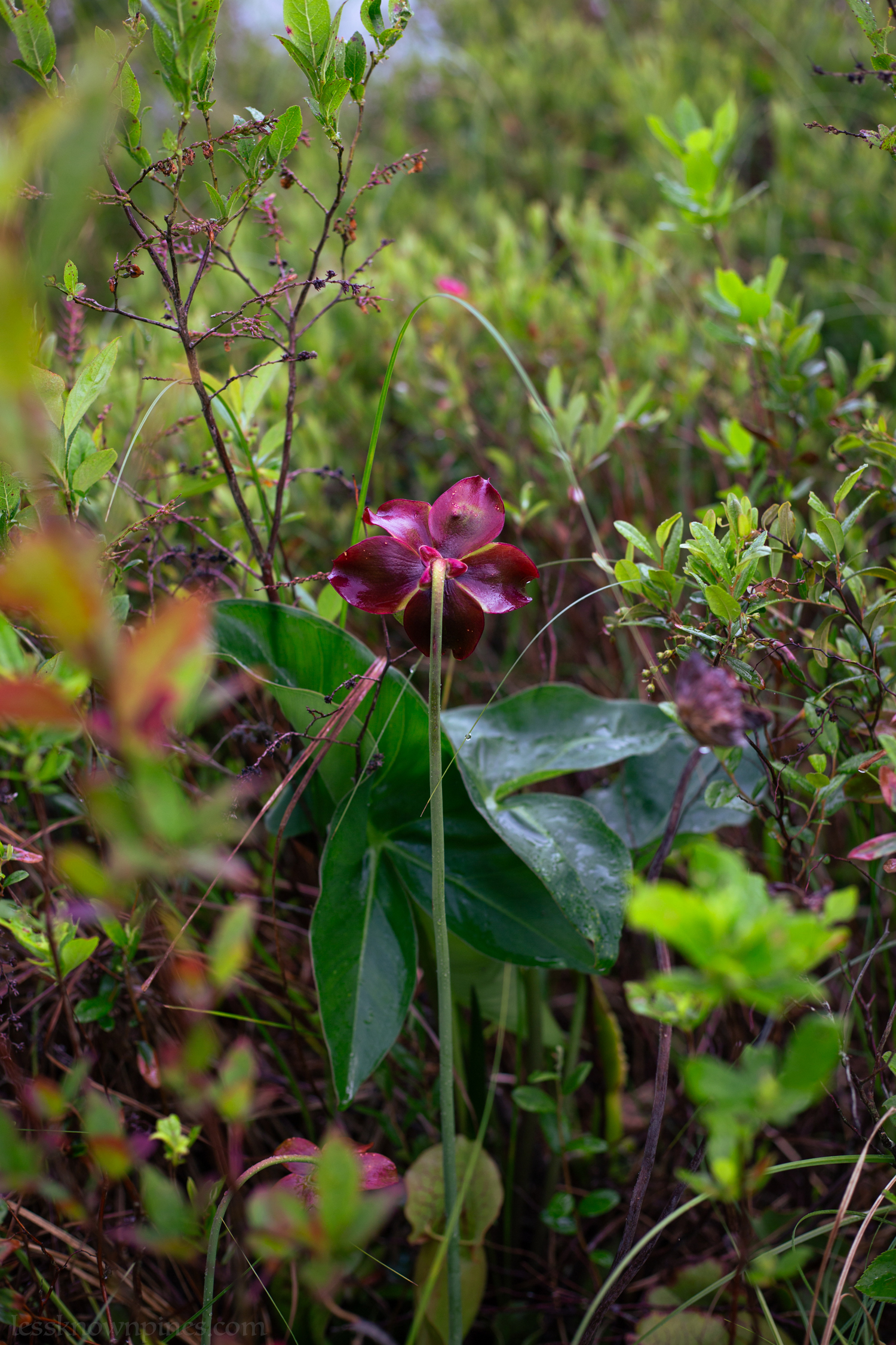 Flower from behind during early summer