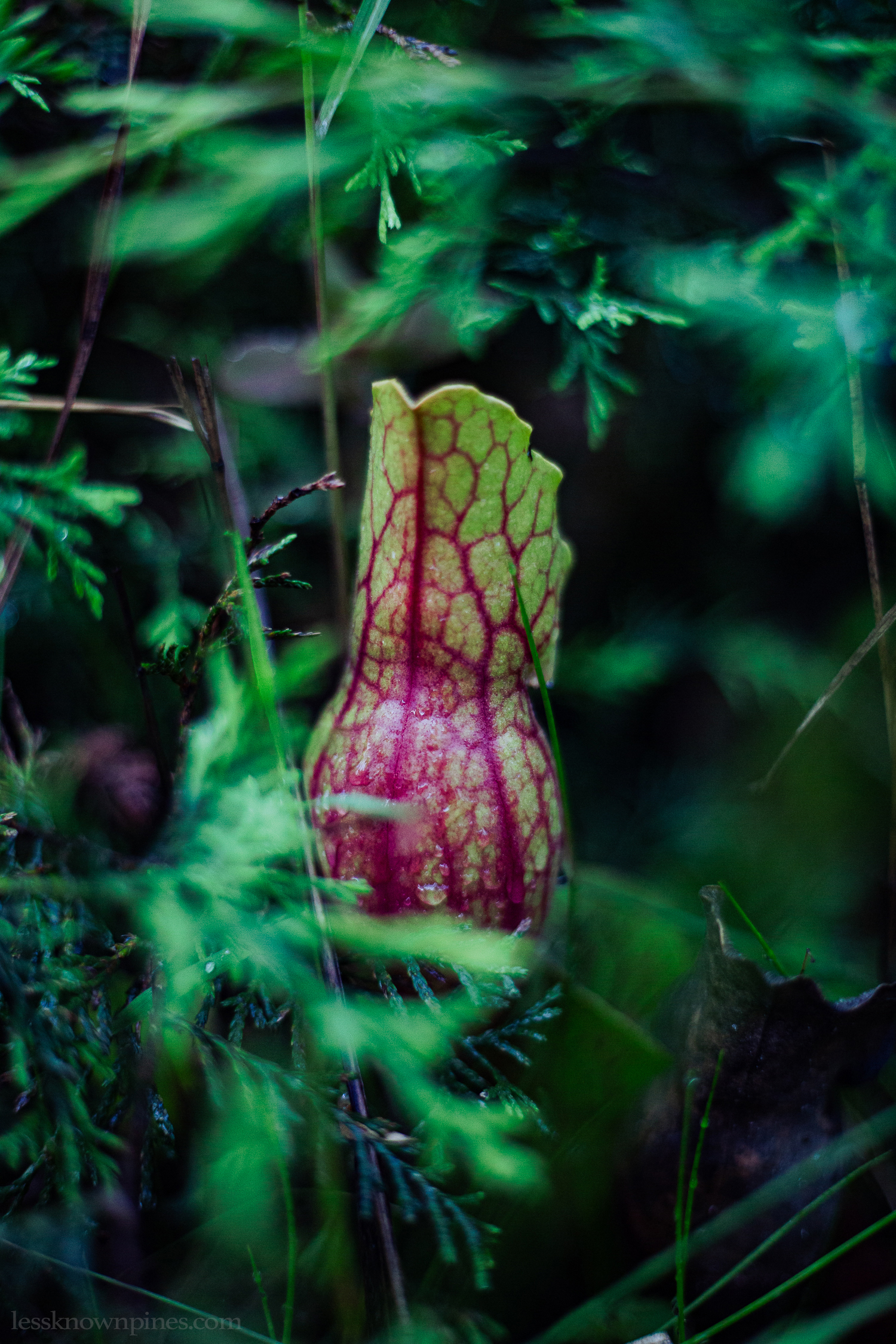 Purple pitcher plant from behind
