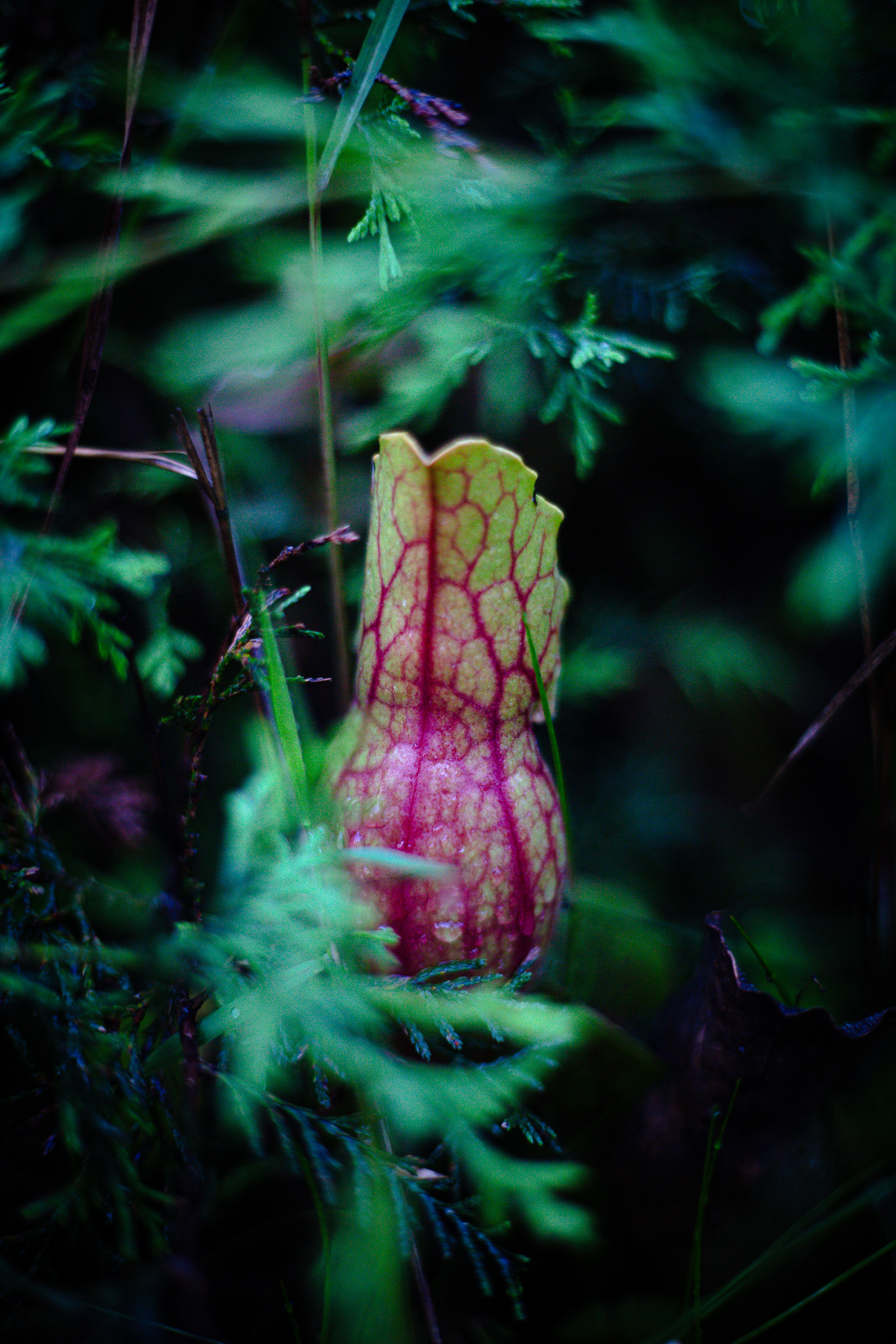 Purple pitcher plant