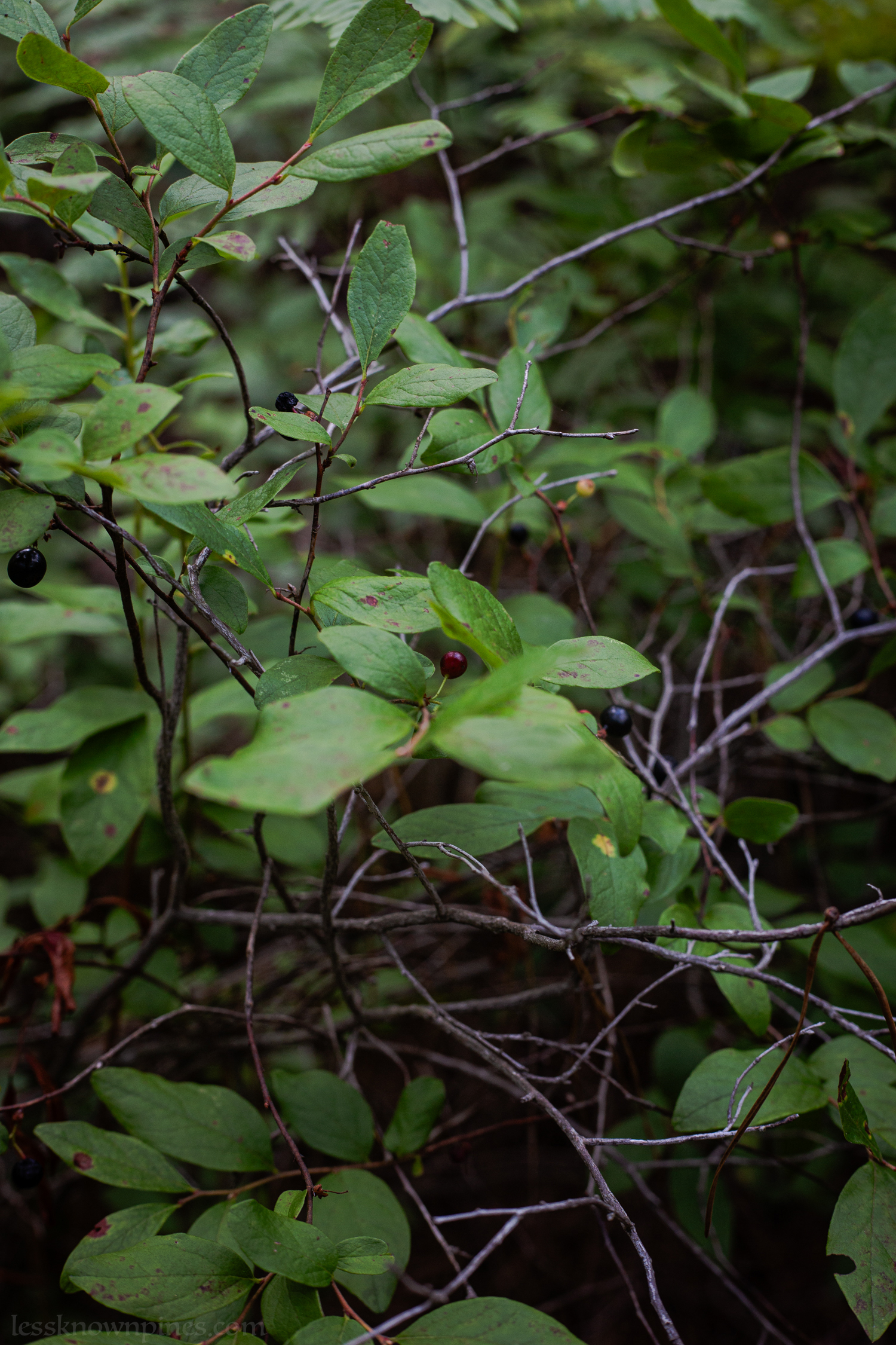 Red berry on black huckleberry bush